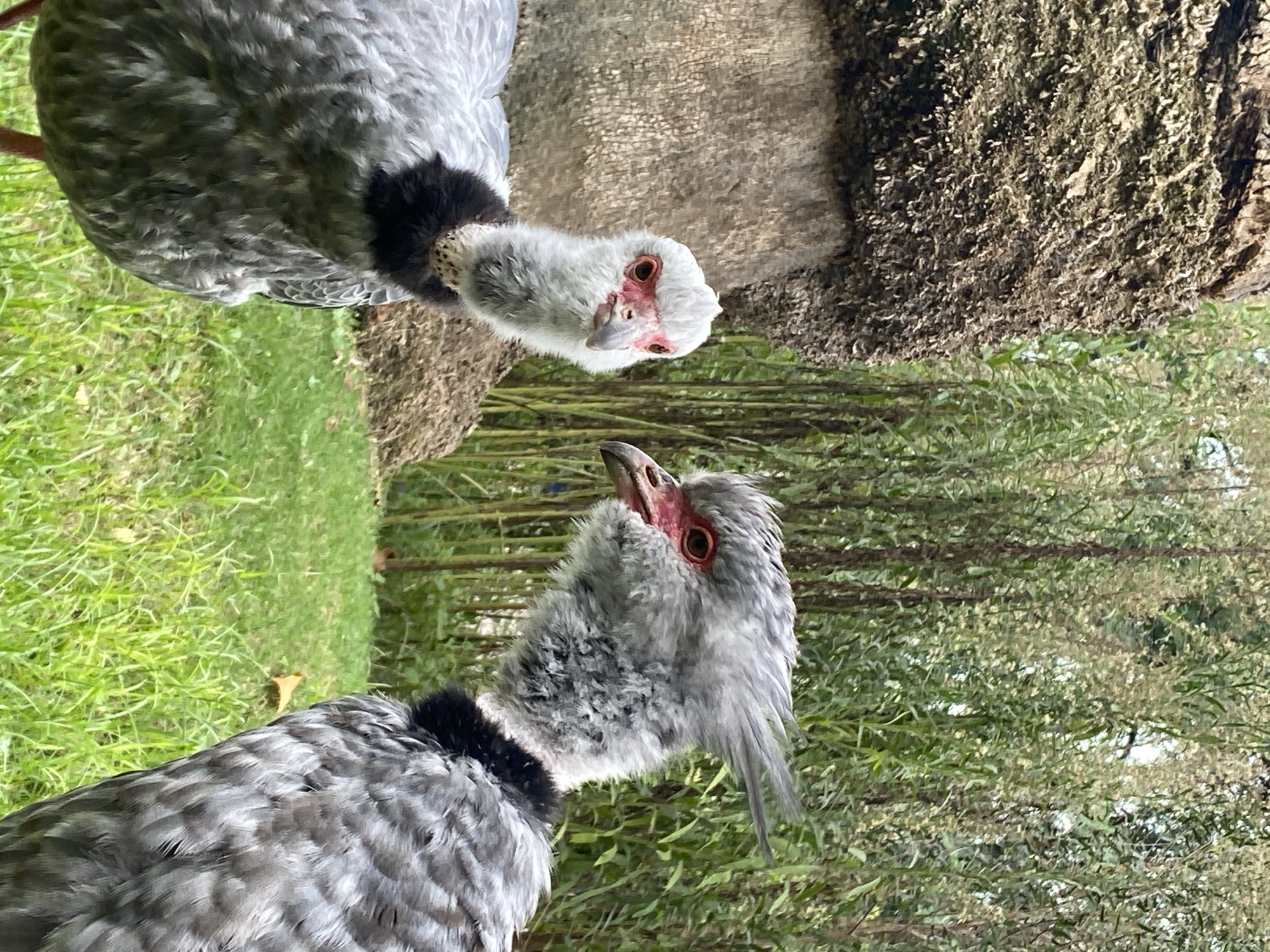 Two crested cariama birds are shown in a close-up shot in what appears to be a park-like setting. One bird is oriented upright, while the other is inverted above it. The bird facing upwards has a grey body with fine, textured feathers, a black neck collar, and a lighter grey head with a distinctive crest. Its beak is small and light-colored, and it has bare red skin around its eye. The surrounding environment includes green vegetation and trees. The photo was most likely taken in Buenos Aires, Argentina.