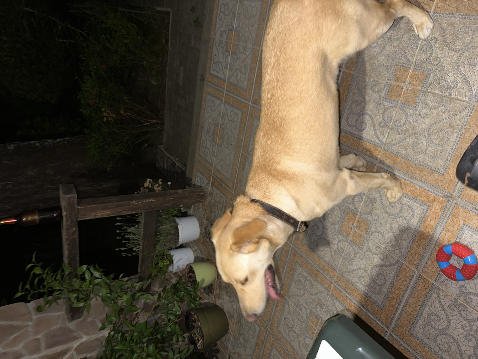 The image depicts a light-colored dog with its mouth open, standing on a tiled patio. The dog is wearing a dark collar. In the background, there are potted plants, a wooden structure with a bottle on it, and dense foliage. The setting appears to be an outdoor area at night. There is no indication of the specific location within the city of Sochi, Russia.