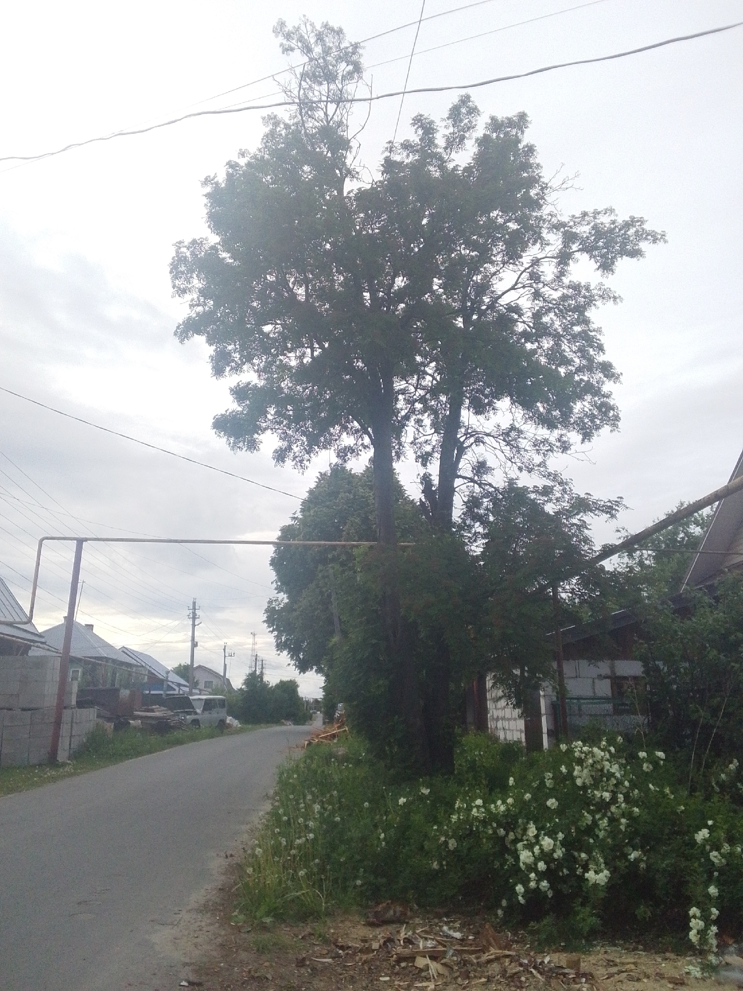 The image captures a street scene in an unspecified location. The street is asphalted and runs through a residential area. On the left side, there are houses constructed from brick and other materials, with building supplies like stacked bricks visible. A white van is parked further down the road. An overhead utility pole, connected to lines, can be seen in the distance. Overhead is a metal structure appearing to cross the road.
On the right side, lush vegetation, including shrubs with white flowers, lines the road. Beyond the vegetation, part of a building, possibly a house, is visible, constructed from white bricks and other materials. Tall trees are present, their branches reaching towards the sky. The sky is overcast, suggesting it is either early morning or late afternoon on a cloudy day.