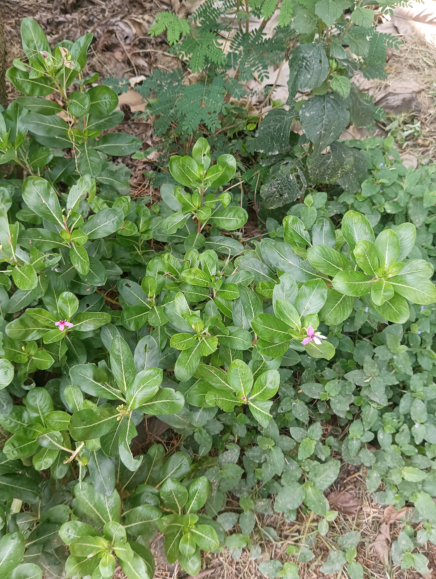 A high-angle, full shot captures a dense ground cover of lush green foliage and dry brown leaves on the ground. The foliage is varied, with some plants featuring broad, ovate leaves with prominent white veins, while others have smaller, more delicate leaves. Two small, five-petaled pink flowers, each with a darker pink center, are visible among the greenery. The scene appears to be an outdoor setting, possibly a garden or natural area, with dry earth and grass visible in the background. The lighting suggests it is daytime.