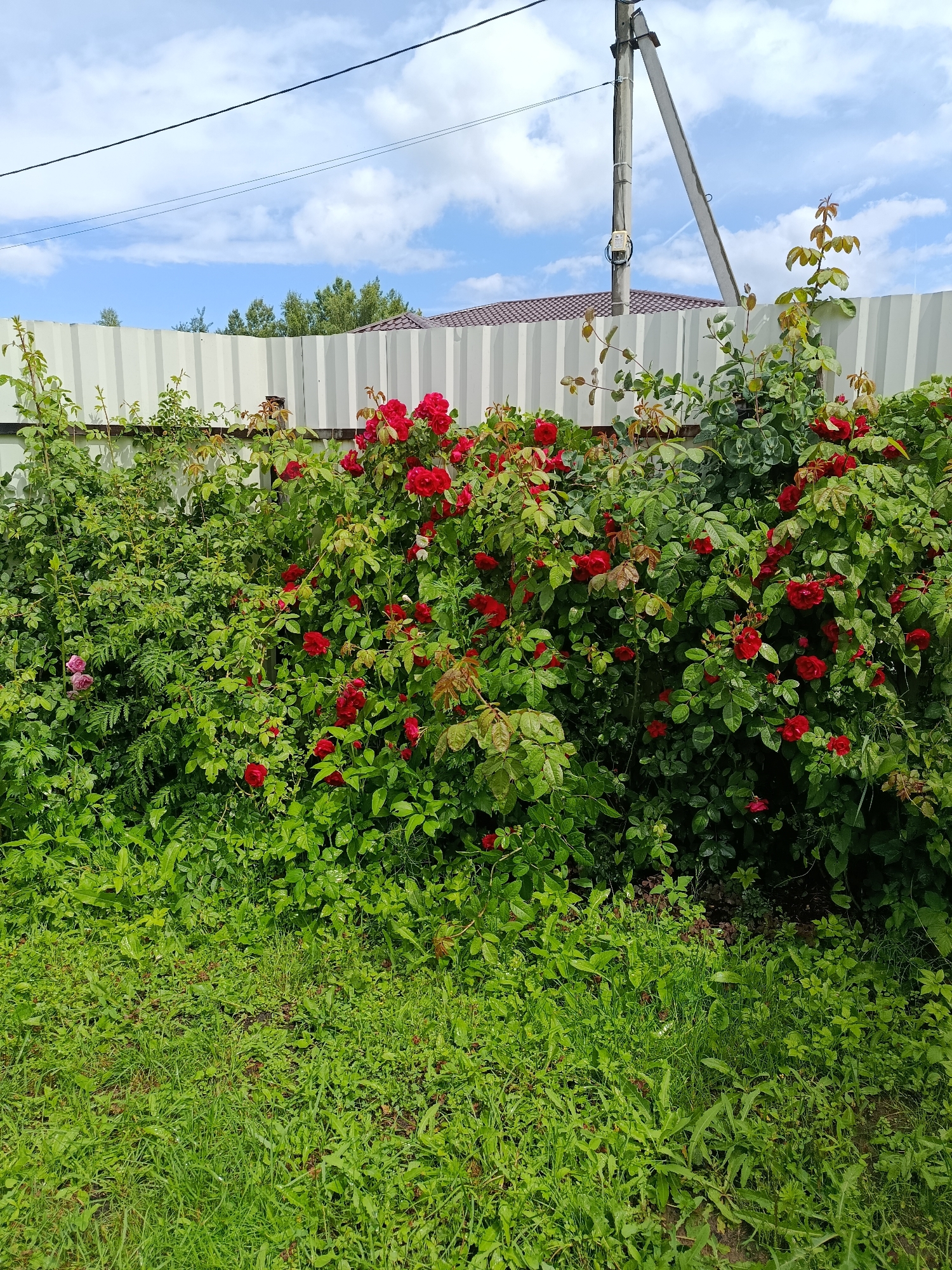 A vibrant, sunlit outdoor scene unfolds, dominated by a lush hedge of red roses and dense green foliage. The roses, in full bloom, cascade over the greenery, creating a rich tapestry of color against the backdrop of a corrugated metal fence. The fence, light gray in color, runs horizontally across the frame, partially obscuring a distant view of rooftops and trees. Above the fence, a bright blue sky is dotted with fluffy white clouds, suggesting a pleasant day. A utility pole with wires crisscrosses the sky, adding a man-made element to the natural setting. The foreground is covered in a thick carpet of green grass, with some areas appearing slightly damp, hinting at recent rain or dew. The overall impression is one of a flourishing garden in a rural or suburban setting in Verea, Russia, bathed in the warm light of daytime. There is no visible text in the image.