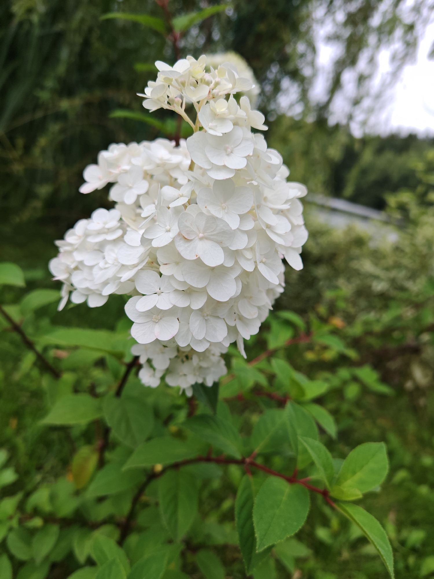 A close-up, slightly angled shot showcases a large cluster of small, white flowers, likely hydrangeas, dominating the center of the frame. The flowers are dense and appear to be in full bloom, with delicate, layered petals. The stems and some leaves of the plant are visible beneath the bloom, showing a deep green color and reddish stems. The background is softly blurred, featuring more green foliage, suggesting an outdoor garden setting. A hint of a light-colored building or structure is visible in the far right background, with what appears to be a light-colored sky above. The image is taken in the city of Rosinka, Russia.