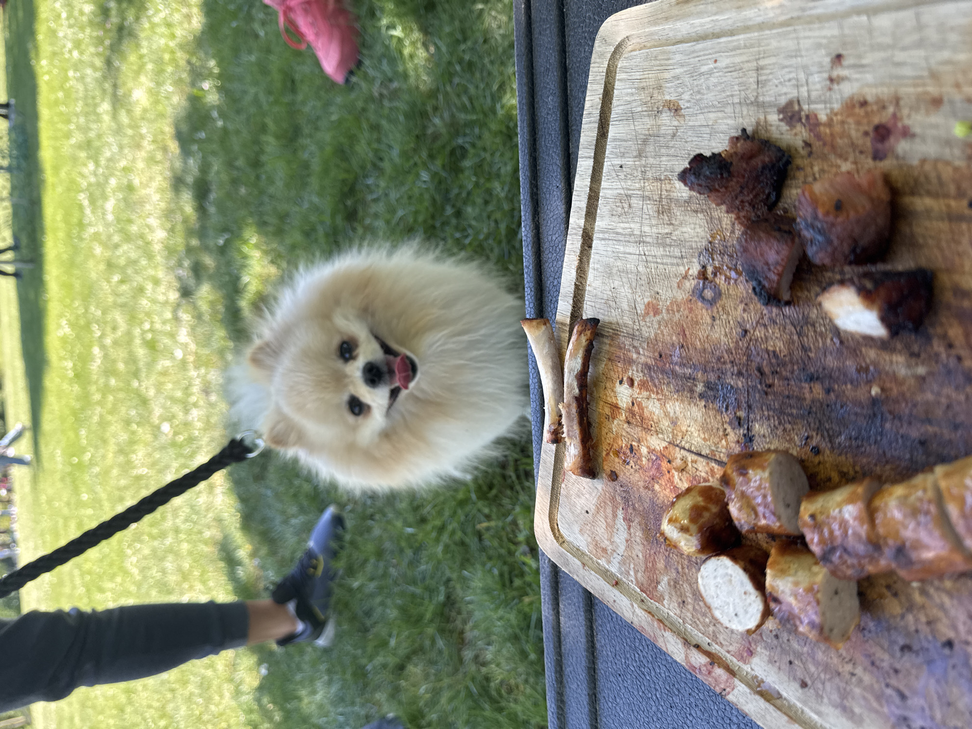The image captures an outdoor scene in Ditzingen, Germany, depicting a fluffy, light-colored dog (likely a Pomeranian) eagerly looking up, with its tongue slightly out. The dog is positioned in the lower left portion of the frame, attached to a black leash that extends out of view to the left. A person's leg and foot, wearing dark pants and a dark shoe, are visible beside the dog, presumably holding the leash.
On the right side of the frame, a well-used wooden cutting board is laden with remnants of a meal, likely from a barbecue. Sliced, cooked sausages are visible on the board, alongside several irregular pieces of grilled, dark meat, possibly pork. A bare bone, resembling a rib bone, also lies on the cutting board. The board shows char marks and stains from the food.
The background consists of green grass, suggesting a park or backyard setting, with dappled sunlight indicating a bright, sunny day. Another person's foot, wearing a pink shoe, is partially visible in the upper right background, blending with the grassy area. The overall activity appears to be an outdoor gathering or picnic, where food has been grilled, and the dog is hopefully waiting for a treat. No text is visible in the image.