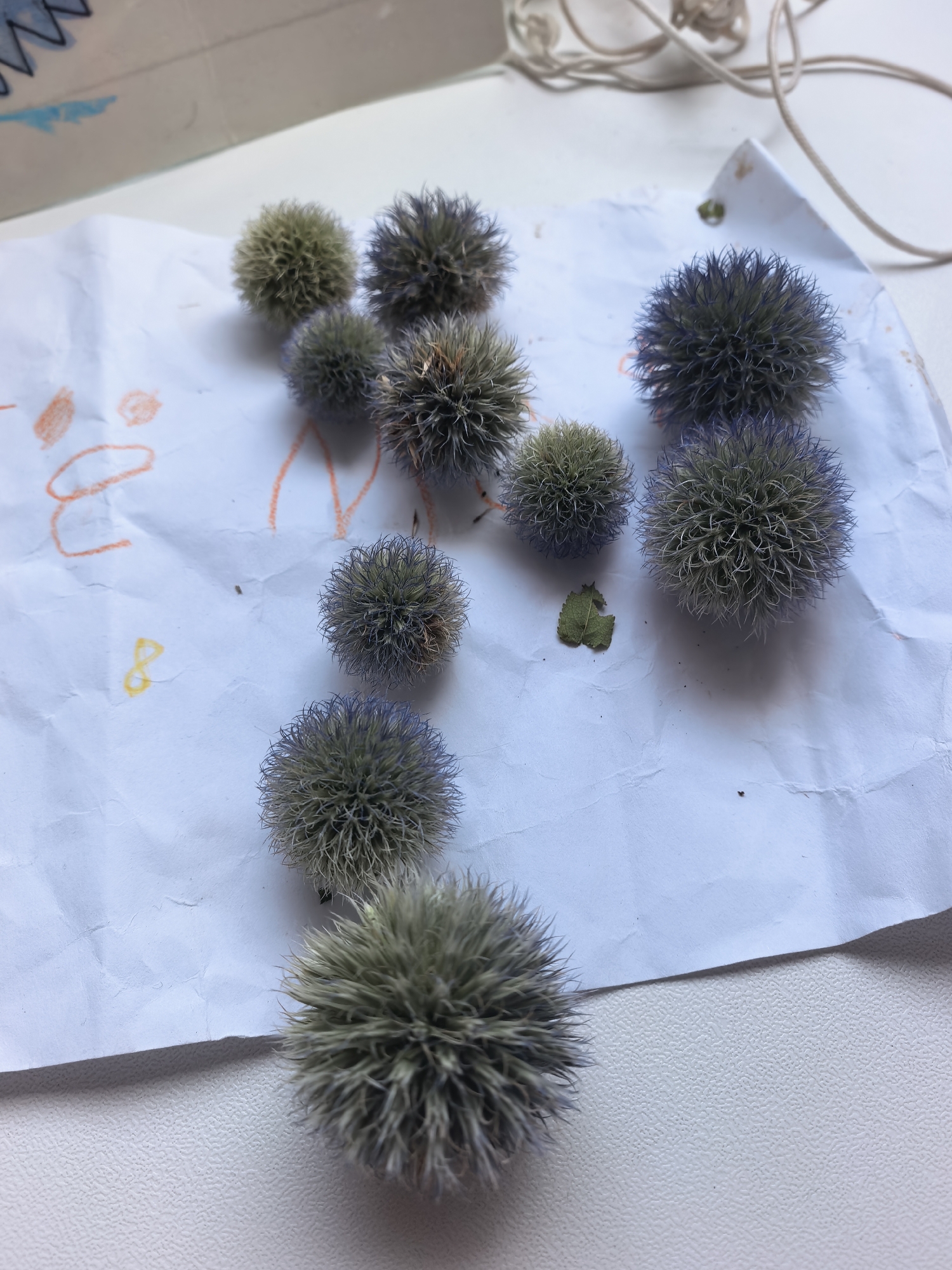 The image displays a close-up, overhead view of several dried seed heads, likely from a thistle or similar plant, scattered across a sheet of white paper. The paper is creased and has some orange and yellow crayon marks, suggesting it might be a child's drawing. Some of the seed heads are a greenish-brown color, while others have a bluish-purple tint. A small, dried leaf fragment is also visible on the paper. In the background, a coiled piece of beige string and a corner of a cardboard item with blue markings are present. The overall setting appears to be an indoor surface, possibly a table. There are no individuals visible in the image. The location is not discernible from the visual information provided.