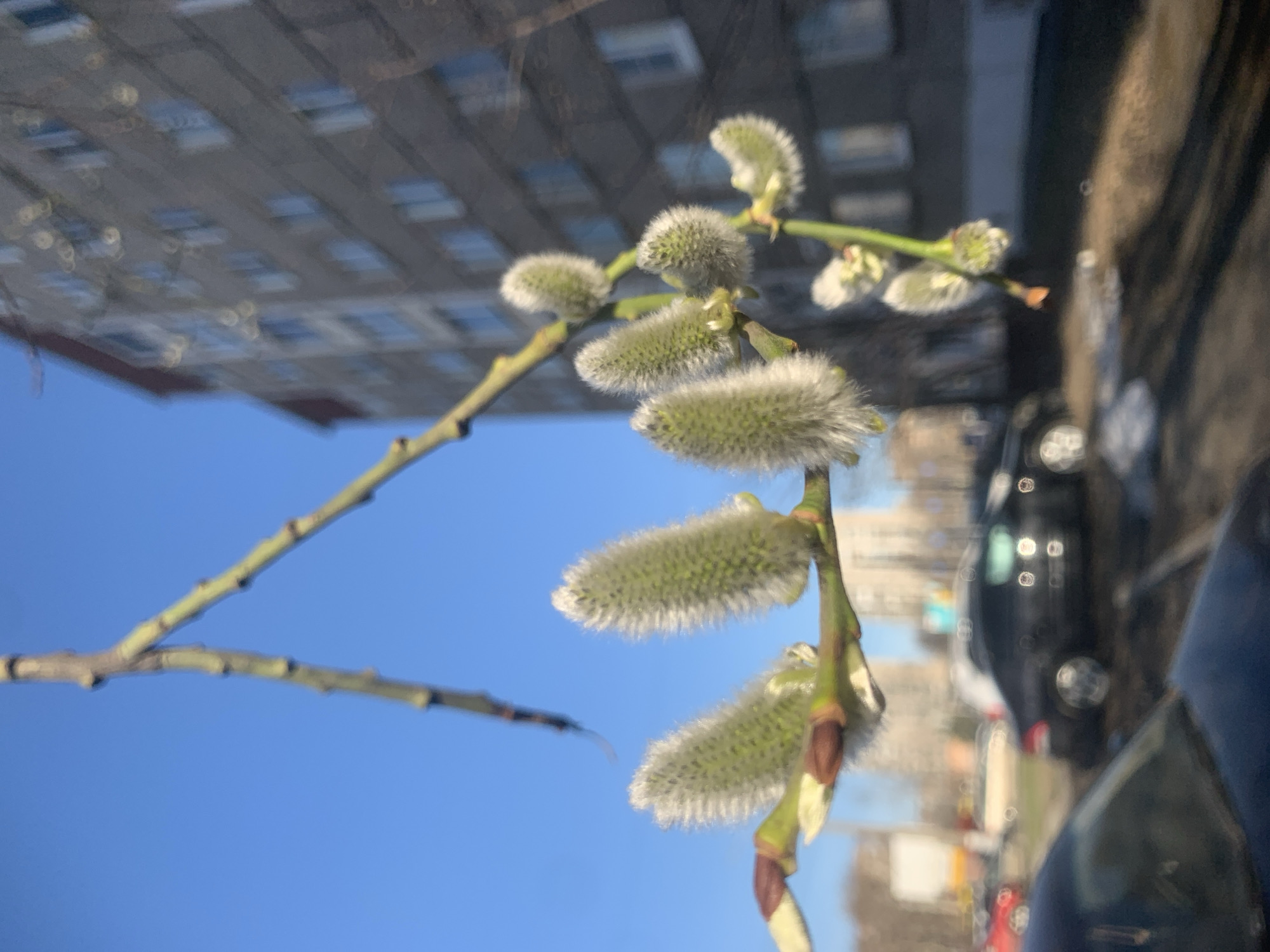 The image, oriented correctly, features several branches of pussy willow with prominent, soft, fuzzy grey and green catkins in sharp focus across the foreground. The branches are light brown and green.
The background is significantly blurred, indicating a shallow depth of field. To the left, a large, multi-story residential building with numerous windows is visible, rendered as soft, geometric shapes with circular bokeh highlights. A clear, bright blue sky dominates the upper left and central parts of the background. To the right, various vehicles appear as indistinct, blurred shapes and lights, suggesting a street or parking area within an urban setting.
The scene depicts a sunny daytime, likely in spring, given the appearance of the pussy willow catkins. No specific activities are taking place, and there are no visible people or text. The location is Izhevsk, Russia.