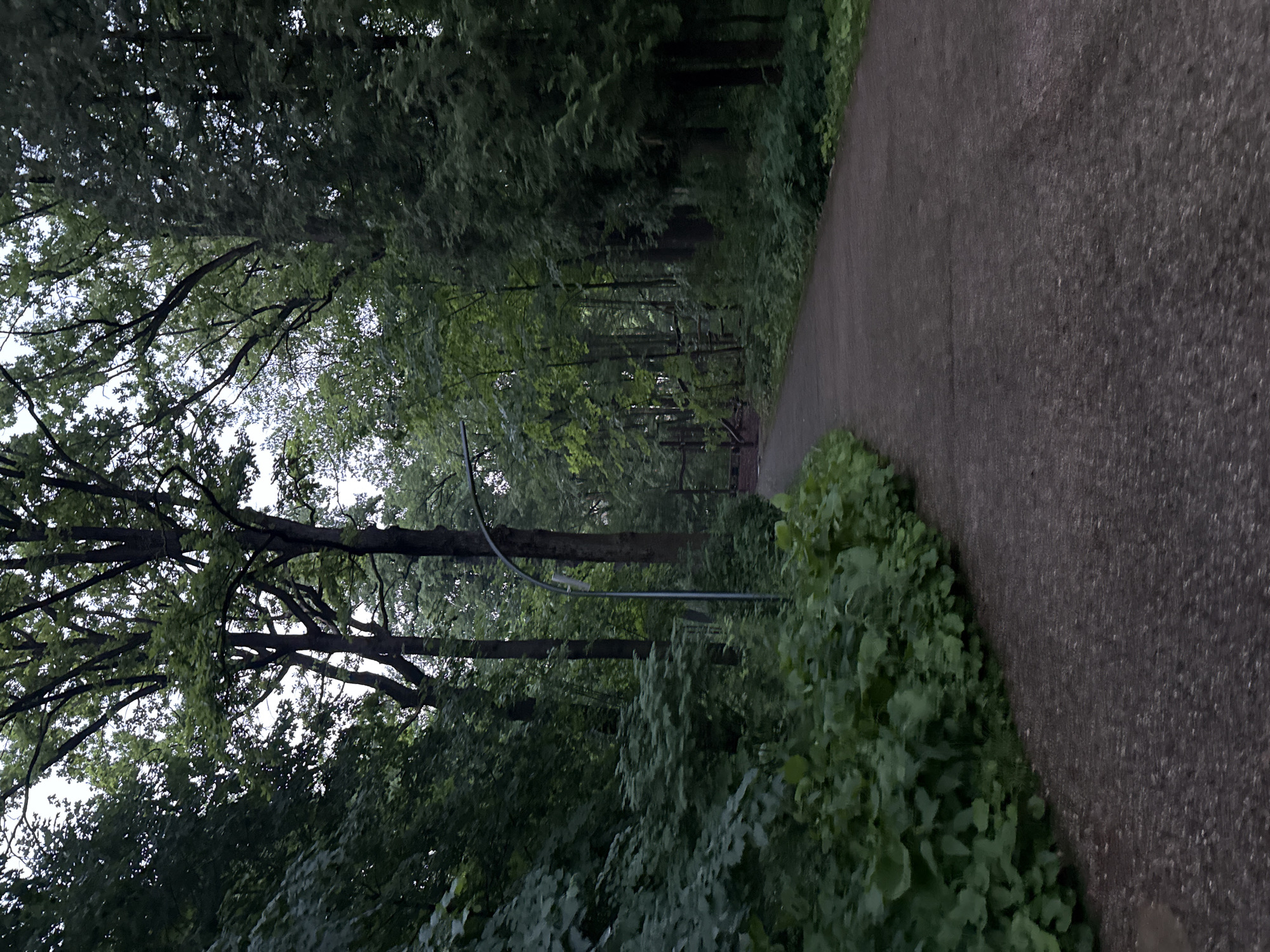 The image depicts a paved path in a wooded area. Tall trees with lush green foliage line both sides of the path, creating a canopy overhead. A street lamp is visible to the left of the path. The path curves gently into the distance, disappearing into the dense greenery. The overall impression is one of a serene and natural setting within a park or forest. There are no people or animals visible in the image. The lighting suggests it may be overcast or late in the day.