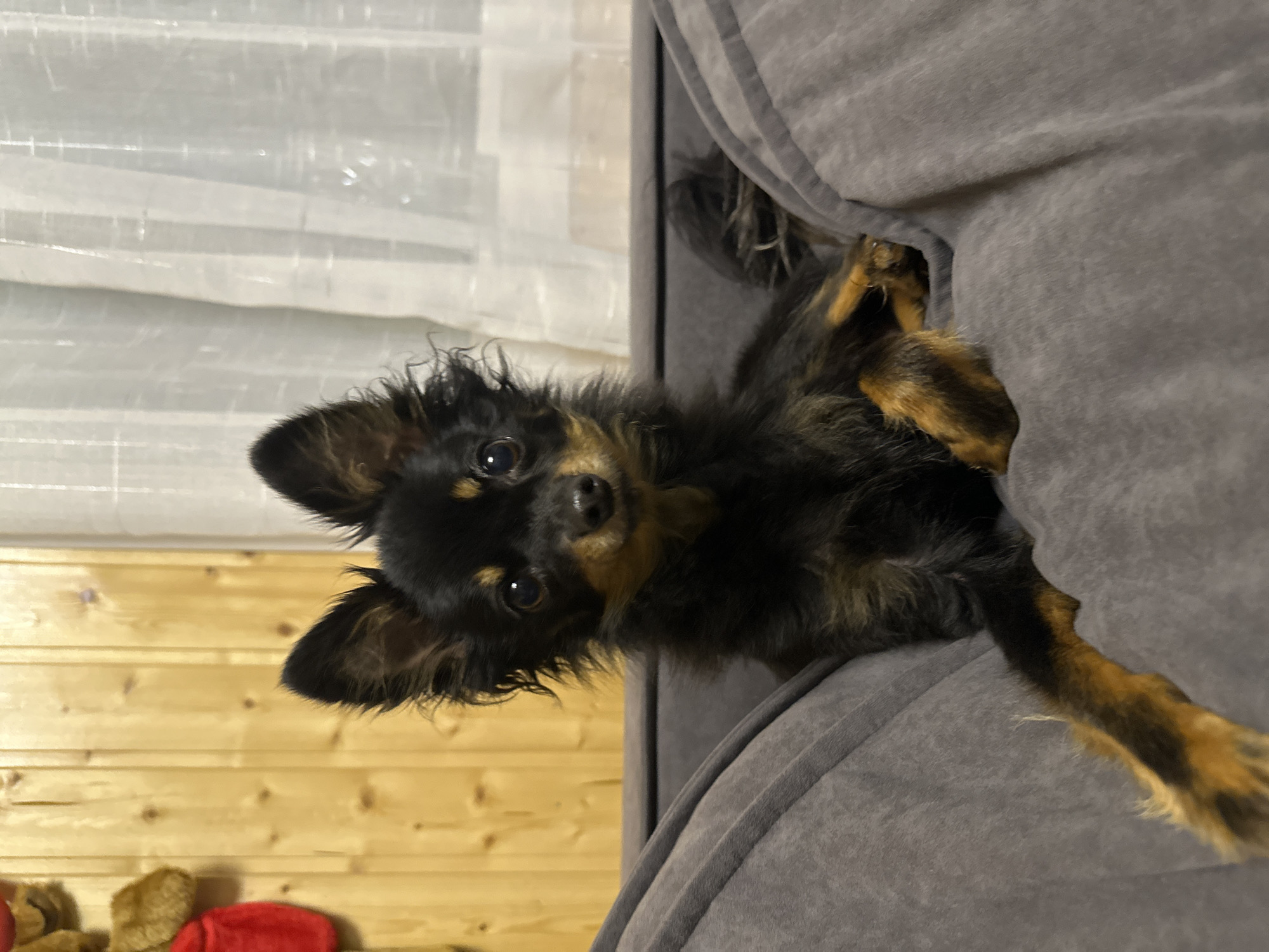A small, long-haired black and tan dog is sitting on a gray couch in a room. The dog is facing the camera with its ears perked up. Its front paws are resting on the couch. In the background, there is a wooden wall with some decorations on the left and a sheer white curtain on the right. The lighting appears to be artificial. The image does not contain any specific details that would indicate the location is in the city of Losevo, Russia.