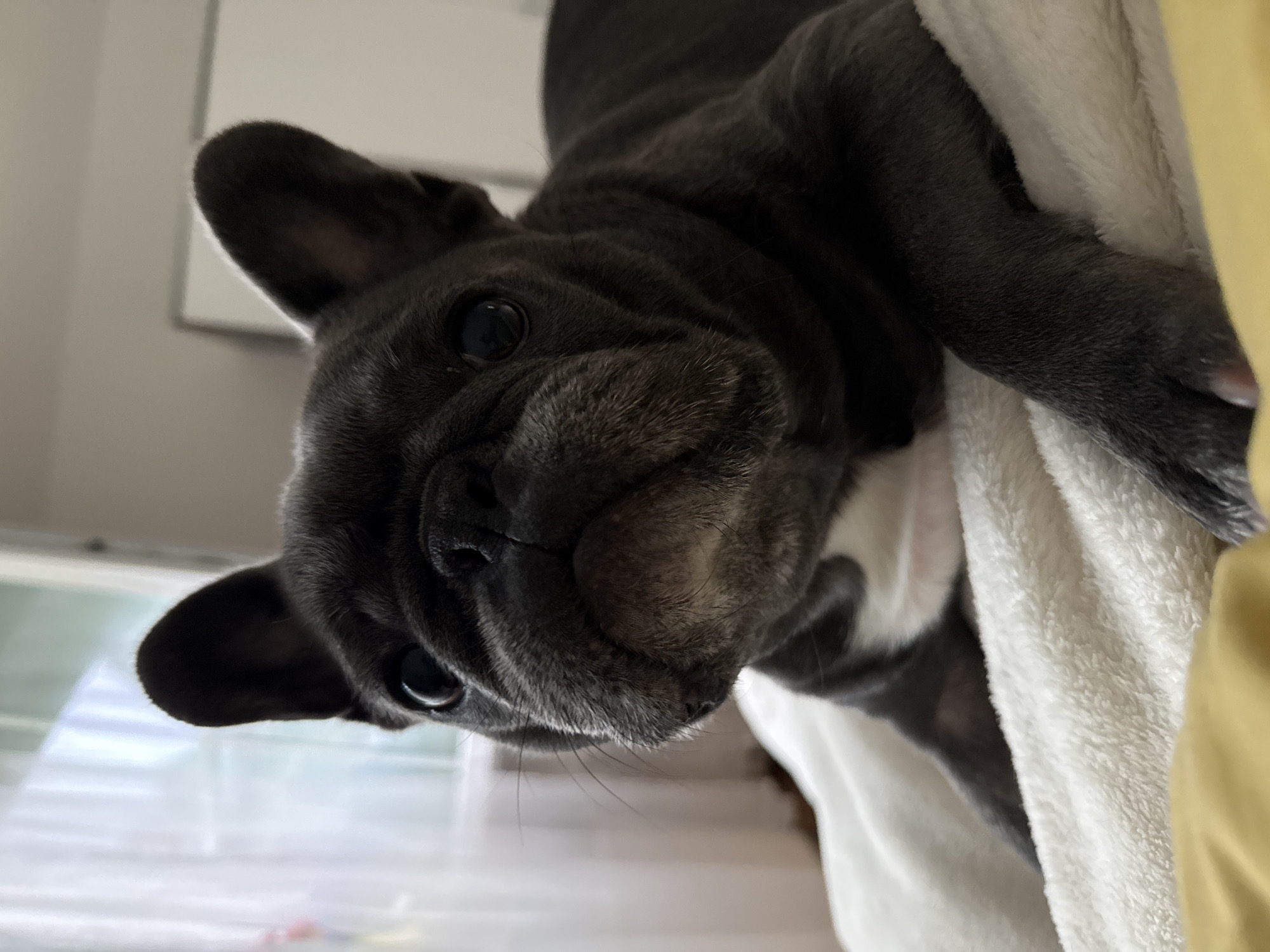 A close-up, eye-level shot captures a dark grey French bulldog with white markings on its chest, lying on a white, fluffy blanket. The dog's head is tilted slightly upwards, and its ears are erect and alert. Its large, dark eyes gaze directly at the camera. The background is out of focus, showing a blurred window with sheer curtains on the left and a white wall or furniture on the right. The lighting suggests an indoor setting, possibly a bedroom or living room. The image does not provide any discernible information about the city of Bad Sachsa, Germany.