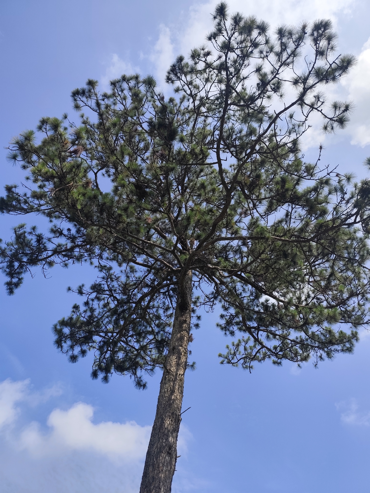 The image presents a majestic pine tree, viewed from a low-angle perspective looking upwards towards its sprawling canopy. The robust, textured trunk of the tree occupies the lower-central part of the frame, rising vertically before branching out extensively. The dense crown of the tree, characterized by numerous clusters of dark green pine needles, fills the upper and central portions of the photograph, creating a rich pattern of foliage and interwoven branches.
The background is a vibrant, clear blue sky dotted with scattered, fluffy white clouds, suggesting a pleasant and bright day. The lighting is even, indicating either morning or late afternoon sun, casting no harsh shadows. There are no visible people or specific activities taking place, just the static beauty of the natural environment. The presence of such a prominent pine tree is highly characteristic of the landscape in Da Lat, Vietnam, known for its extensive pine forests. No text is visible in the image.