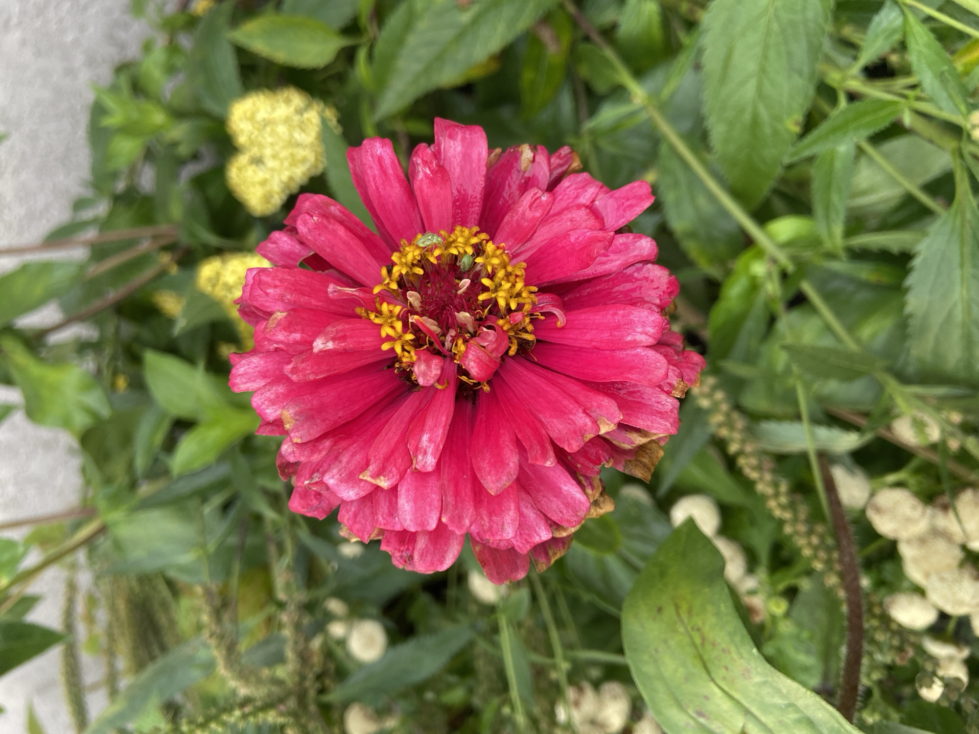 The image shows a close-up of a vibrant pink zinnia flower in bloom, its petals unfurling in layers. The center of the flower features bright yellow stamens, with a few small, green insects visible amongst them. The zinnia is surrounded by lush green foliage, with hints of other plants and flowers in the background. One of these appears to be a cluster of small, yellow flowers that form a heart shape. The scene is natural and appears to be in an outdoor setting, likely a garden. There are no people or signs of human activity in the immediate vicinity of the flower. The lighting suggests it is daytime. The location is Irkutsk, Russia.