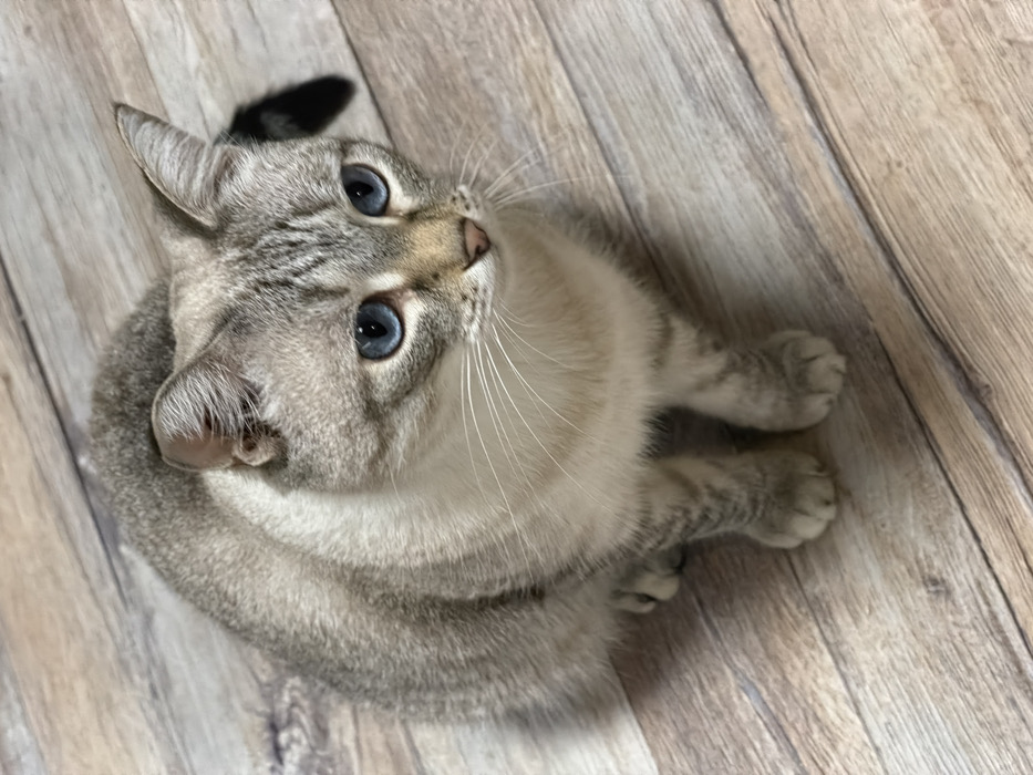 An overhead shot captures a beautiful Lynx Point Siamese or similar breed cat sitting on a light-colored wooden floor. The cat is mostly light grey and cream-colored, with distinctive darker tabby-like stripes on its face, ears, and paws. Its most striking feature is its piercing, bright blue eyes, which are wide open and directed upwards and slightly to the right, conveying an alert and curious expression.
One of the cat's ears (the one on the left side of the image, corresponding to the cat's right ear) has a prominent black tip, while the other ear (on the right side of the image) is a similar light grey with a visible pinkish-brown inner ear. Long, white whiskers fan out gracefully from its muzzle, and it has a small, delicate pink nose.
The cat's body is curled slightly, and its front paws are tucked neatly underneath its chest, resting on the floor. The background consists of a wooden floor with visible grain patterns, featuring varying shades of light brown and beige, resembling laminate or vinyl planks. The lighting is bright and even, illuminating the cat's features clearly. The overall impression is one of gentle curiosity and peaceful attentiveness.
