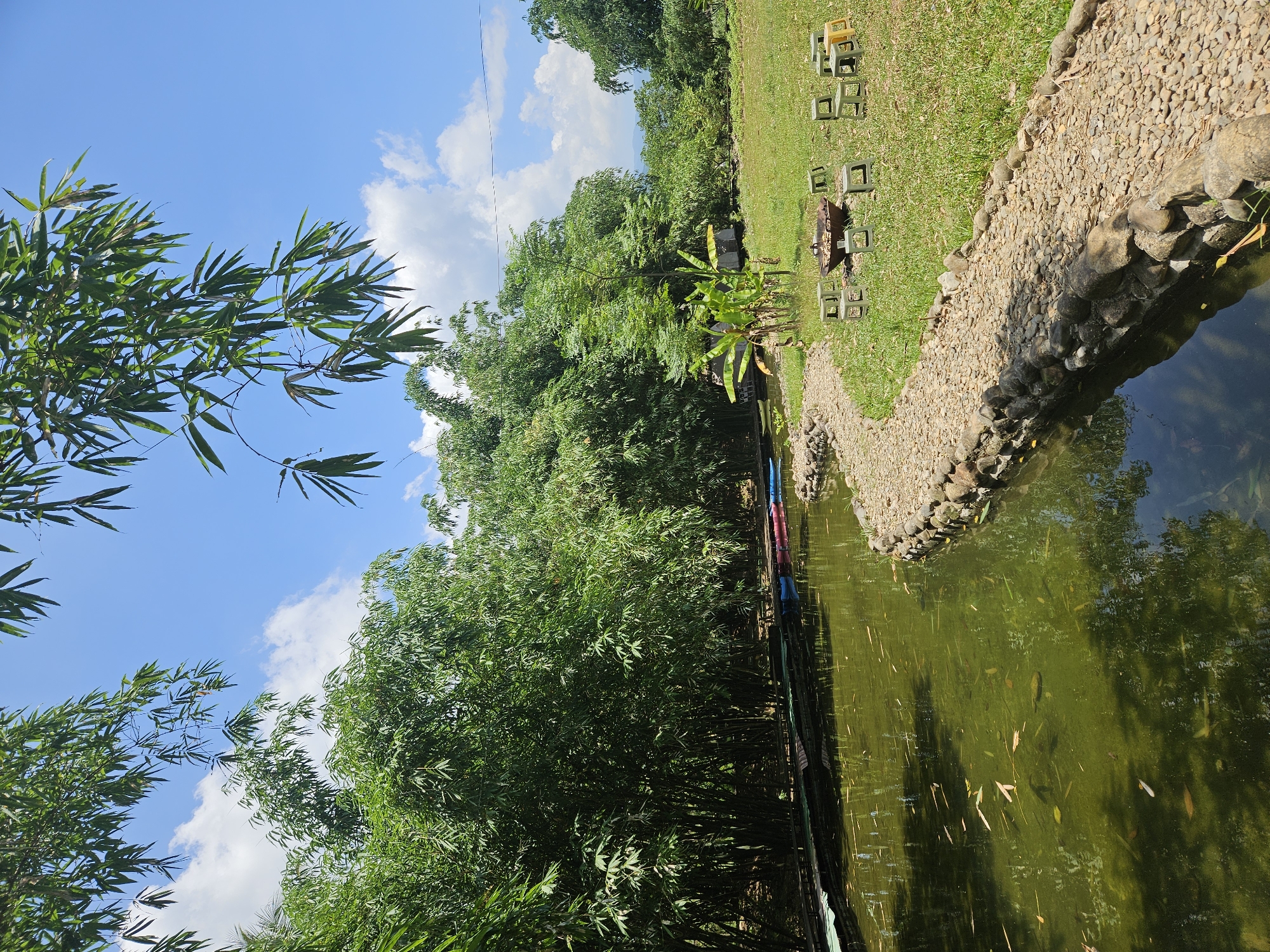 A serene outdoor scene features a winding pond bordered by a pebble path. The pond, with its murky green water, reflects the surrounding lush vegetation. Several small fish can be seen swimming beneath the surface. Along the far bank of the pond, a wooden walkway is visible, with a few colorful floats or buoys moored.
The pathway leads onto a grassy lawn dotted with several small, light green square stools and a few yellow ones. In the center of the seating arrangement, a rustic metal fire pit sits on the grass. Beyond the lawn, a dense grove of tall bamboo trees forms a natural wall. Further in the distance, more trees and vegetation are visible under a bright blue sky with scattered white clouds. The overall impression is a tranquil, natural setting, likely a park or garden area.
Without specific information, it is not possible to definitively place this scene in Đà Nẵng, Vietnam. However, such environments are common in the region, often found in rural areas or ecological parks.