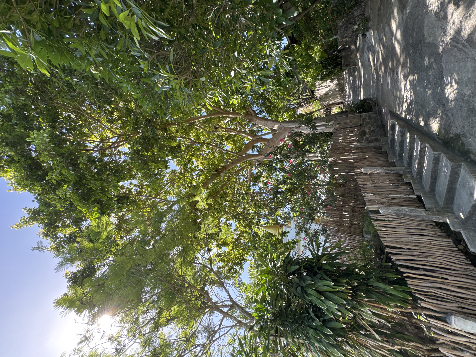 The image captures an outdoor scene with a pathway leading uphill, flanked by lush greenery and a rustic fence constructed from vertical wooden sticks. Sunlight streams through the dense foliage of large trees, casting dappled shadows on the concrete pathway and steps. To the left, a tall plant with long, pointed leaves grows alongside the fence. In the background, a white structure is partially visible behind the trees, and a golden bell hangs from a branch. The pathway appears to be made of concrete, with visible wear and tear. The environment suggests a tropical or subtropical location, consistent with the setting in Ko Pha Ngan, Thailand. There are no people or animals visible in the image.