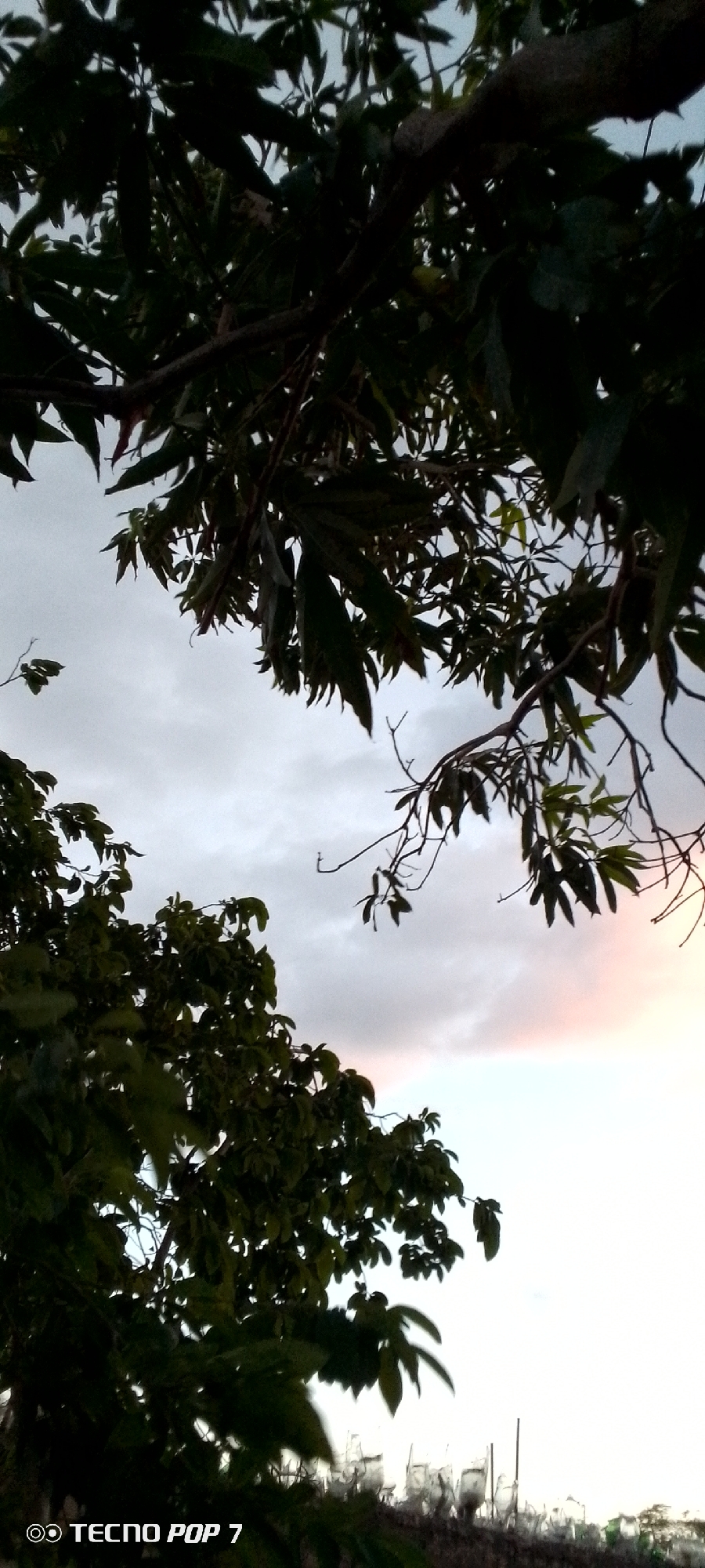 The image depicts a view through tree branches and foliage, looking upwards towards a cloudy sky at dusk. The foreground is dominated by dark green leaves and branches, obscuring much of the background. The sky is a mixture of gray clouds with a hint of pink and orange light, suggesting the sun is setting. In the distance, below the horizon line, there appears to be a faint outline of buildings or structures, possibly in the city of Altagracia, Venezuela. The bottom left corner of the image contains a watermark that reads "TECNO POP 7". There are no people or animals visible in the frame, and no discernible actions or interactions are taking place. The overall impression is of a natural scene framed by vegetation, with a suggestion of an urban environment in the distance.