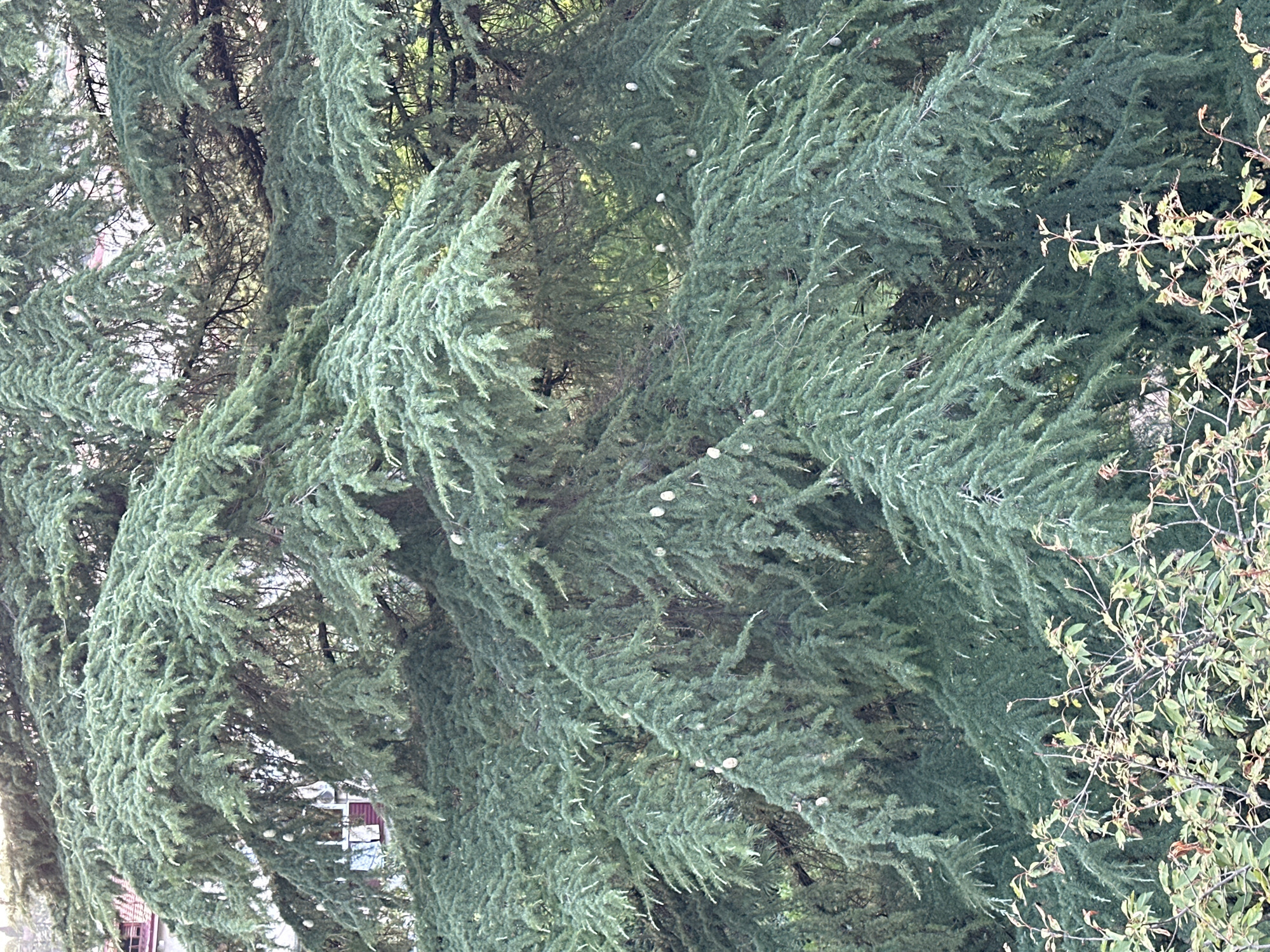 The image captures a close-up view of a large evergreen tree with dense, green foliage. The branches are laden with what appear to be small, light-colored cones. The background shows glimpses of a building with a red roof and some lighter colored structures, possibly windows or balconies, peeking through the branches. In the foreground, there is a cluster of smaller, deciduous plants with some leaves showing autumn colors, suggesting a temperate climate. The lighting indicates it is daytime. The image has been taken in Sochi, Russia.