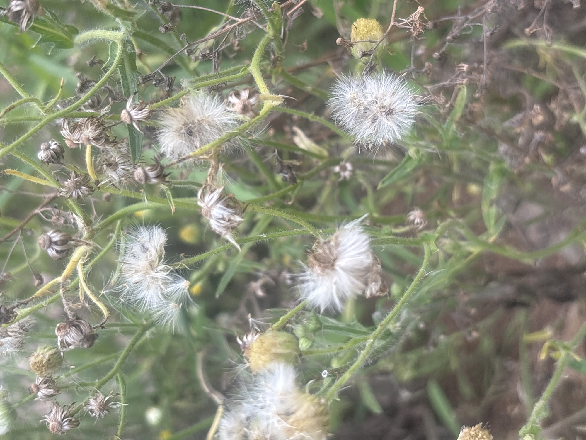 The image is a close-up, eye-level view of a patch of dried and fluffy weeds, likely dandelions, in an outdoor setting. The foreground and mid-ground are dominated by these plants, with their white, feathery seed heads and dry, brown remnants of previous blooms. Green stems and some scattered green leaves are visible, interspersed with the dried plant matter. The background is a blur of green and brown, suggesting more vegetation and possibly soil. The lighting appears natural and somewhat diffused, with no harsh shadows. The image does not contain any people or discernible human activity. The location in the city of Jos, Nigeria is not evident from the visual information provided in the image.