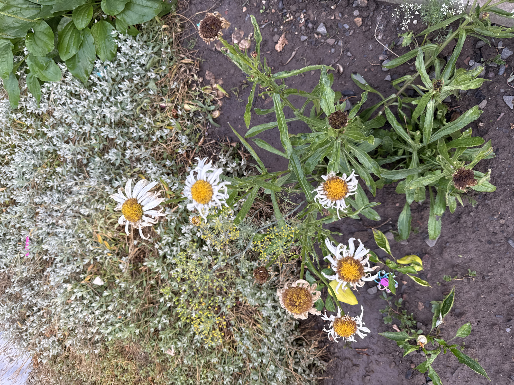 A close-up, overhead shot captures a patch of ground in Novoshakhtinsk, Russia, adorned with several white and yellow daisies, some in bloom and others wilted and dried. The daisies are the primary subjects, with their yellow centers and white petals being prominent. Some flowers appear fresh and vibrant, while others are brown and decaying.
The plants are growing in dark soil with small stones and some scattered dry leaves. In the background, there is a dense patch of low-lying, silvery-green foliage, and to the right, larger, darker green leaves of a different plant are visible. A small, brightly colored toy, possibly a fidget spinner, is partially visible on the ground near the base of one of the daisy plants. The overall impression is of a garden or a natural area within the city, possibly a park or a residential yard, showing the cycle of life and decay in its flora.