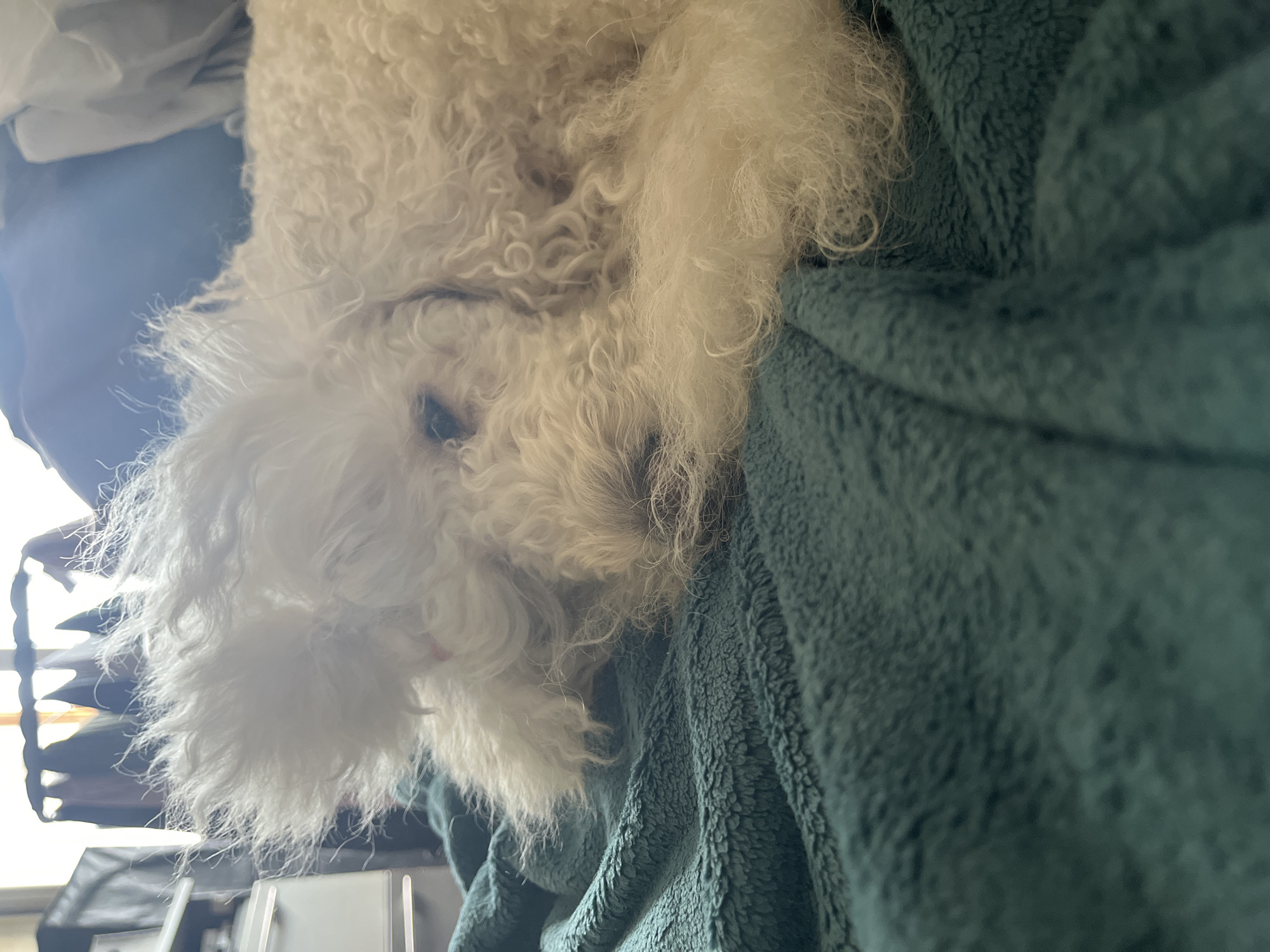 A white, curly-haired dog is lying on a teal-colored, fuzzy blanket. The dog's face is partially obscured by its fur, but its eye is visible. The dog appears to be resting or sleeping. The background is blurred, but it seems to be an indoor setting with some furniture and a window. There is no indication of the dog's location in Krasnoyarsk, Russia.