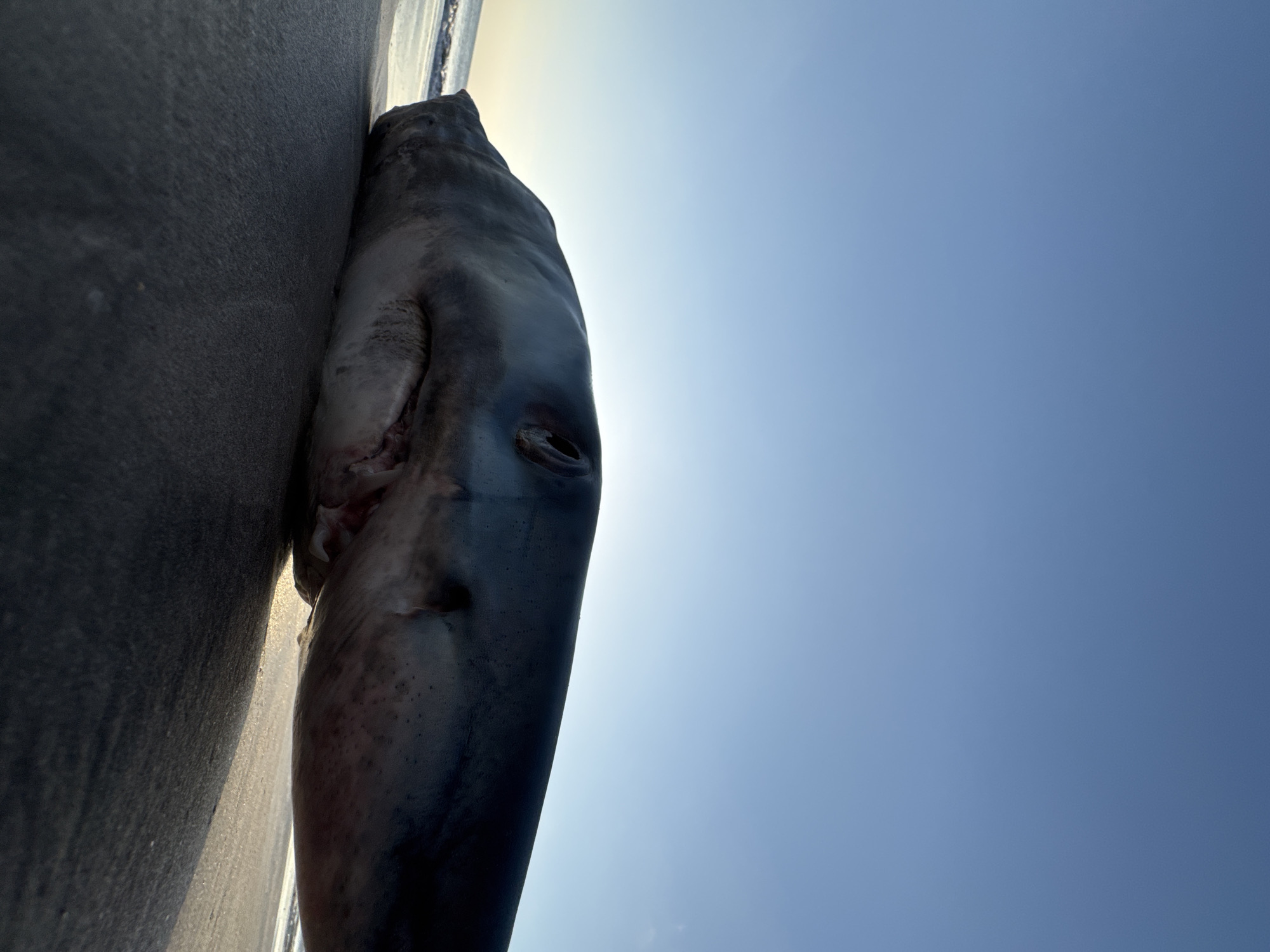 A dead shark lies on its side on a sandy beach, its head facing right. The shark is dark gray on top and lighter on its underside, with visible gills and teeth. The ocean is visible in the background with small waves. The sky is clear and blue, suggesting it is daytime. The location is the beach in Kuta Selatan, Indonesia.