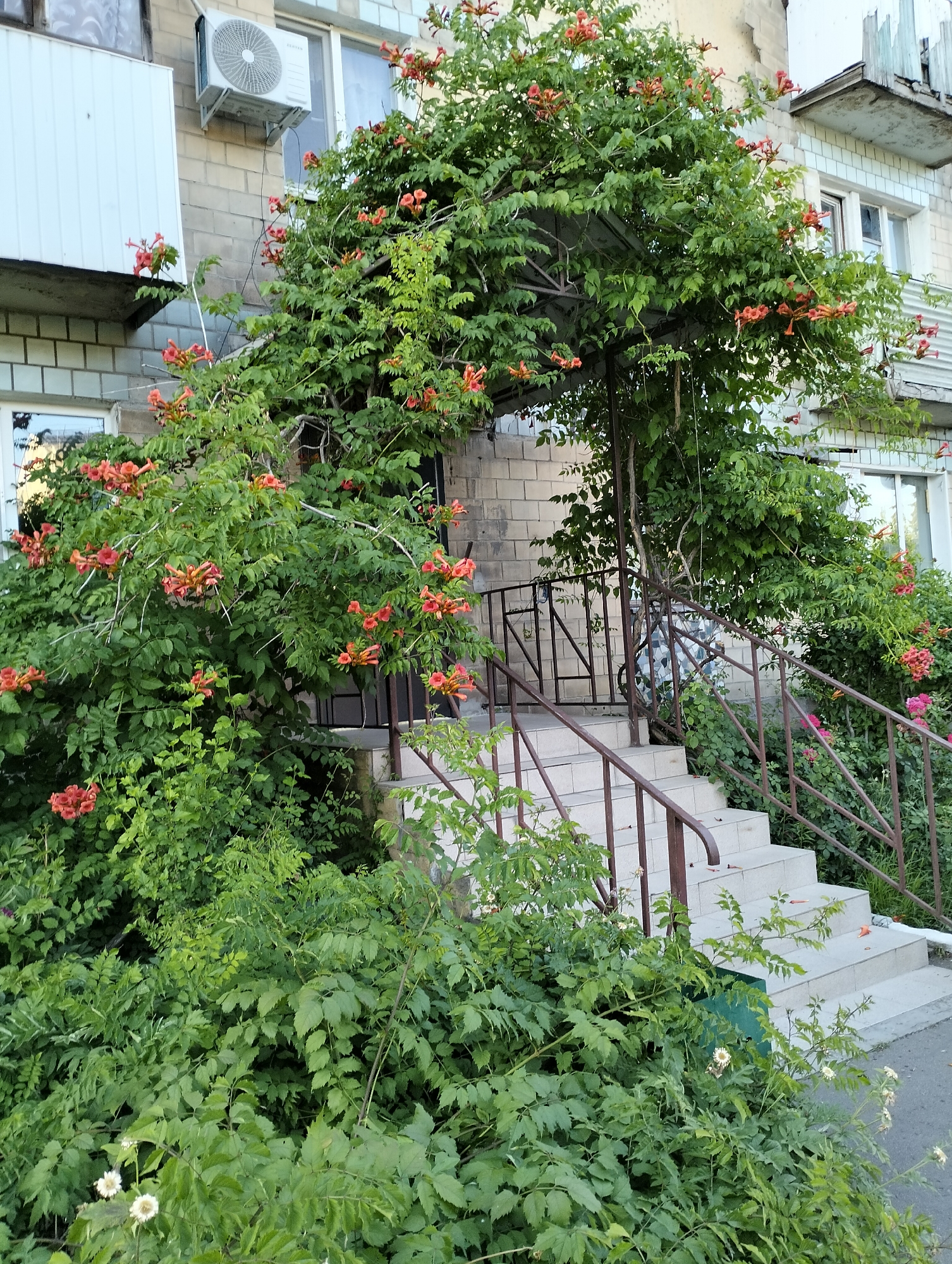 The image shows a building entrance with a staircase covered by a dense growth of green vines with bright orange trumpet-shaped flowers. The building appears to be made of light-colored bricks. To the left of the staircase, an air conditioning unit is mounted on the wall of the building. The staircase has metal railings and is made of light-colored concrete or stone steps. The foliage is lush and green, with the orange flowers providing a vibrant contrast. Some of the vines are trained to grow over a metal canopy above the entrance. In the foreground, there is more greenery and some small white flowers. The scene suggests an outdoor setting, likely in a residential or public building. The lighting suggests it is daytime. The overall impression is one of nature reclaiming or enhancing an architectural space, creating a picturesque entrance.