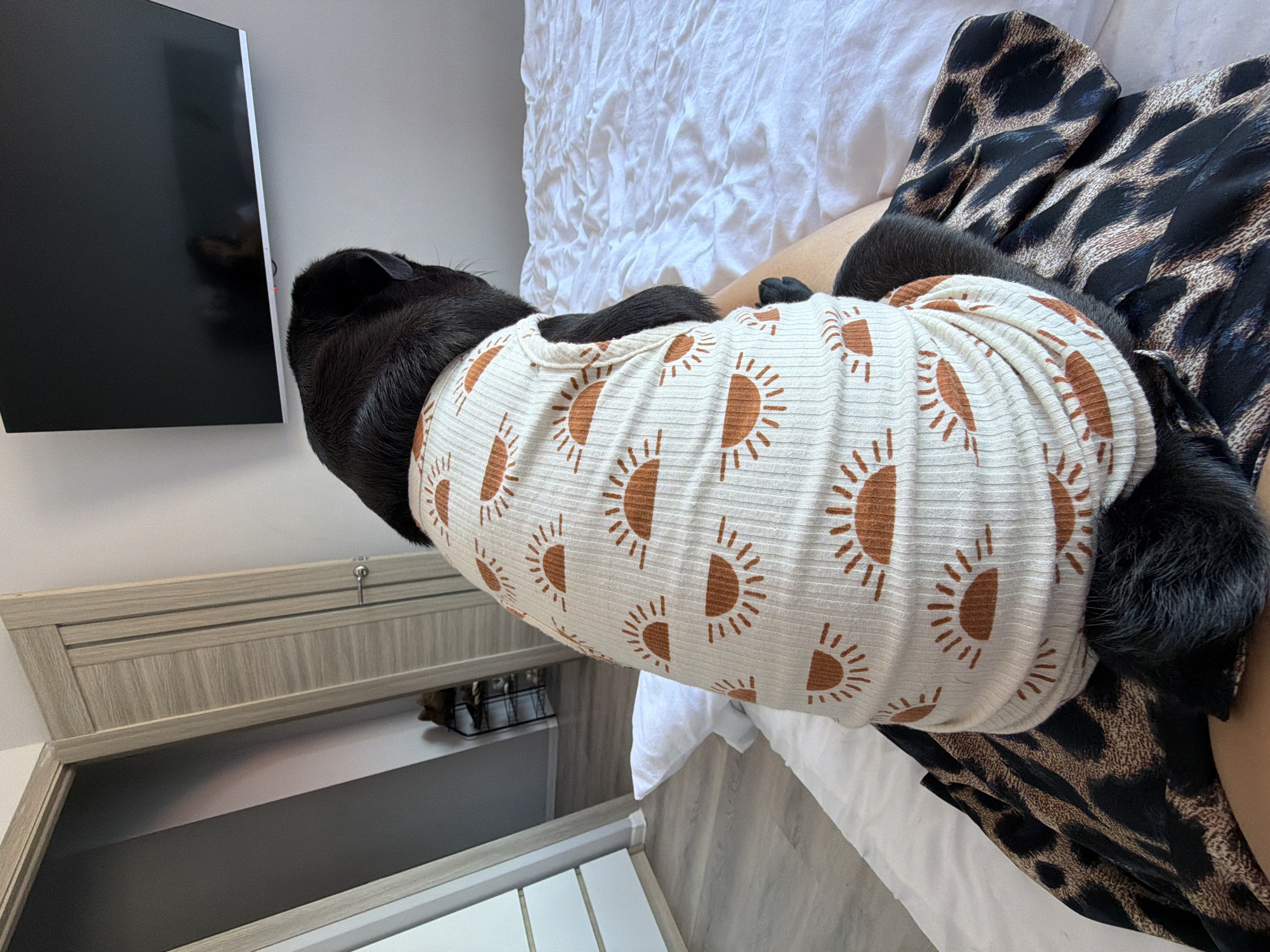 A black pug wearing a cream-colored shirt with a sunburst pattern sits on a bed in a bedroom. The pug is facing away from the camera, looking towards a wall-mounted television. The bed is made with white linens. To the left of the bed are two doors, one partially open, revealing a closet with shoes on a shelf. The floor appears to be laminate. The overall environment suggests a residential setting in Sirius, Russia.