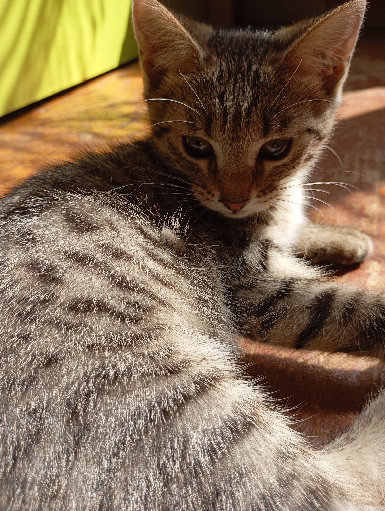 A close-up, eye-level shot shows a young tabby cat lying on its side, facing forward with its head tilted slightly to the right. The cat has grey and brown stripes on its fur, large pointed ears, and green eyes. Its front paws are tucked underneath its body, and its tail is curled around its body. The cat is illuminated by sunlight, creating a warm glow on its fur. The background is blurred, but appears to be a wooden surface with a bright yellow object to the left. The scene appears to be in a domestic setting.