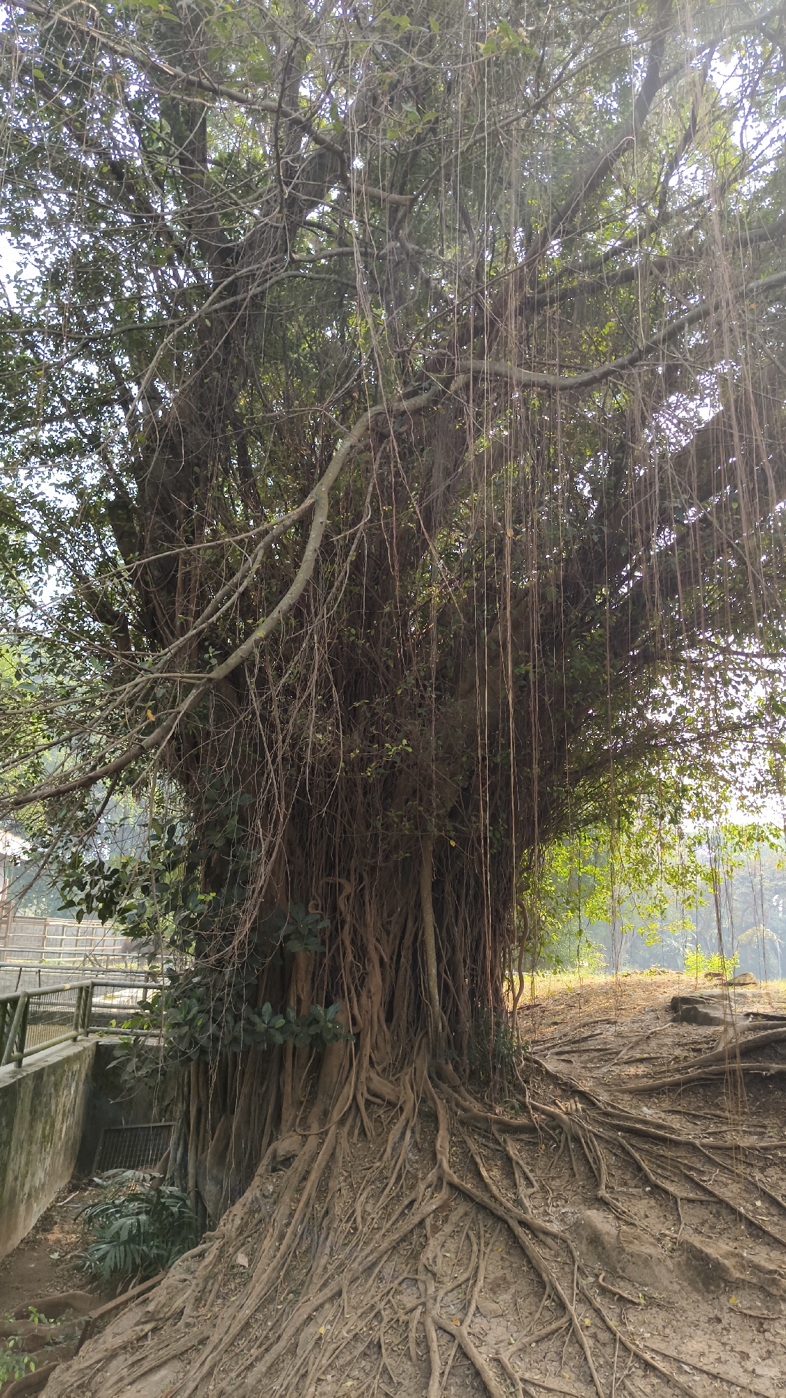 The image depicts a large, ancient banyan tree with a complex network of aerial roots cascading downwards and spreading across the ground. The tree's trunk is thick and gnarled, with many interwoven roots creating a robust foundation. Lush green foliage is visible amongst the branches, and hanging aerial roots hang like vines.
To the left of the tree, a concrete structure with a metal railing can be observed, suggesting it is part of a park or an enclosure. Some undergrowth and smaller plants are present at the base of the tree and near the concrete structure. The ground is predominantly dry earth with scattered roots and fallen leaves. The background shows a sunlit area with more greenery and what appears to be a body of water in the distance, possibly a lake or pond. The overall environment appears to be a natural setting within an urban or semi-urban area.
Based on the visual cues, this scene is likely located in Taman Cattleya (also known as Hyacinth Park) in South Jakarta, Indonesia. Taman Cattleya is known for its sprawling green spaces and the presence of mature trees, including banyan trees, that contribute to its distinctive landscape. The presence of park infrastructure like the railing and concrete structures is also consistent with the park's design.