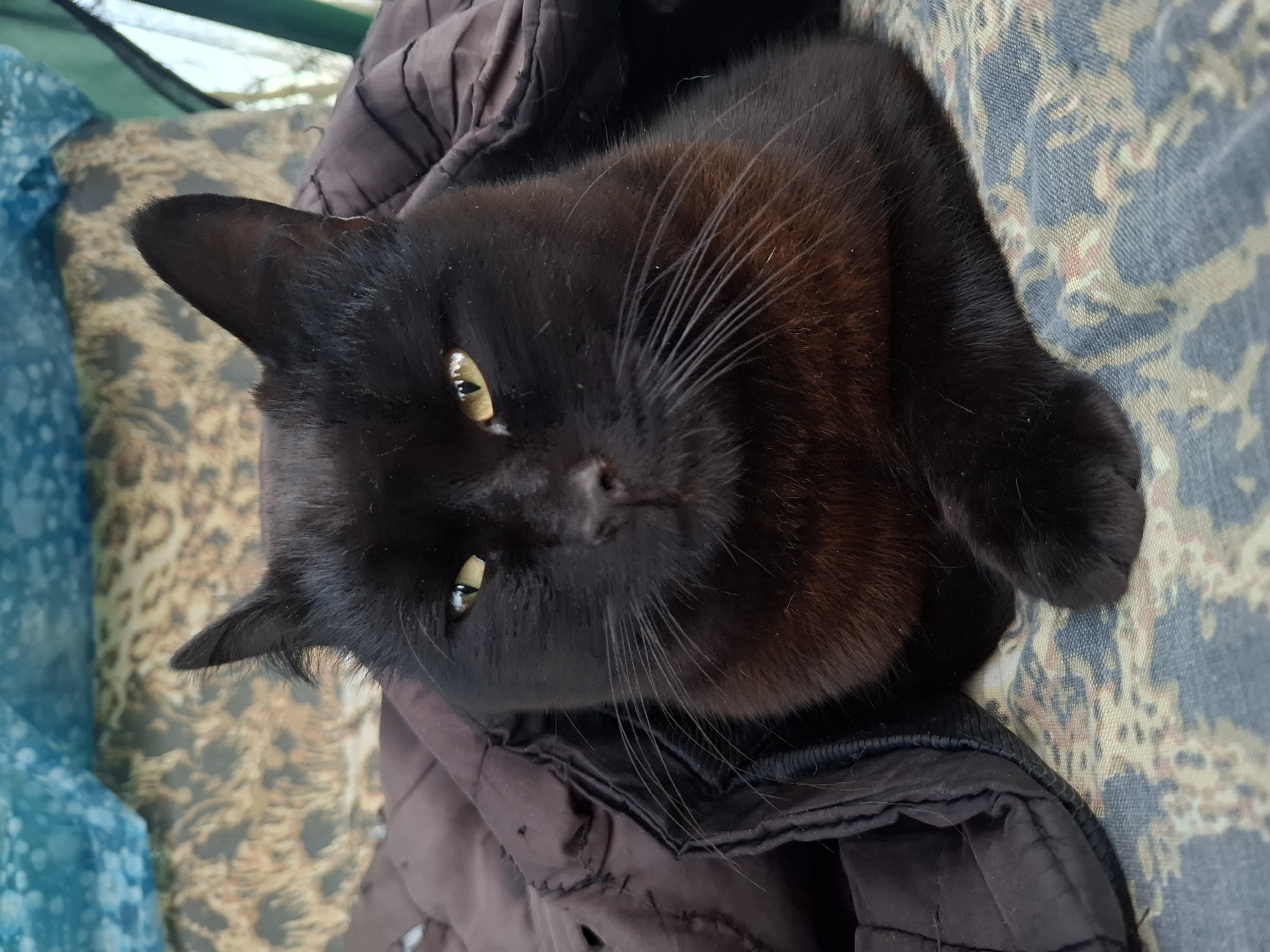 A black cat with striking yellow-amber eyes is the central subject of the image, lying down and looking directly towards the viewer. The cat's fur is predominantly black, with hints of dark reddish-brown visible on its muzzle and chest due to the lighting. Its whiskers are long and prominent, and its ears are slightly perked.
The cat is resting on a dark brown, possibly quilted, jacket or blanket. This garment lies atop another patterned fabric, which appears to be a bedspread or couch cover, featuring a repeating design in blue, cream, and muted brown tones. To the left of the cat, a light blue, possibly sheer or patterned fabric, is visible, suggesting a curtain or another blanket. In the upper background, a light green surface or object, potentially part of a tent or a similar outdoor shelter, can be seen.
The lighting indicates it is daytime. The cat's expression is calm and attentive, suggesting it is relaxed but aware of its surroundings. No specific activity beyond resting and observing is taking place. There is no visible text in the image. The setting appears to be a cozy, possibly indoor or covered outdoor space in Khlevnoye, Russia.