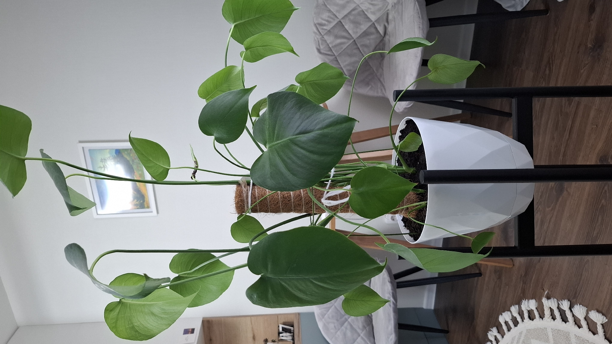 A potted Monstera plant rests on a black metal plant stand indoors. The plant has several green leaves, some with fenestrations (splits). It is potted in a white, geometric-patterned pot. The plant is supported by a brown, fibrous pole. The background includes a wall with a framed picture and glimpses of furniture such as chairs with quilted covers. The floor is made of wood. The location is not evident in the scene.