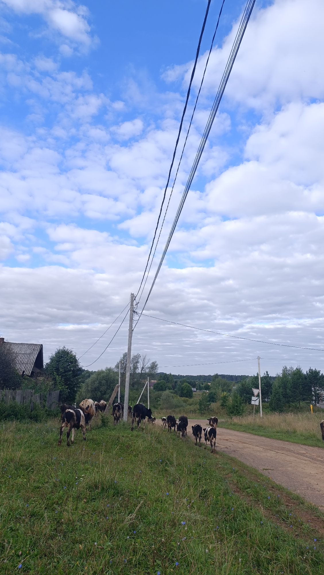 A herd of cattle walks on a dirt road, heading away from the viewer, in a rural area that appears to be the village of Karsha, Russia. The cattle are a mix of black and white and brown and white. They are walking on the right side of the road, which is bordered by a grassy field with scattered blue wildflowers on the left. In the background, there are trees and a few wooden houses with steep roofs. A power pole with several wires stretches across the upper part of the image. The sky is blue with white, fluffy clouds. The overall scene suggests a pastoral, somewhat undeveloped setting.