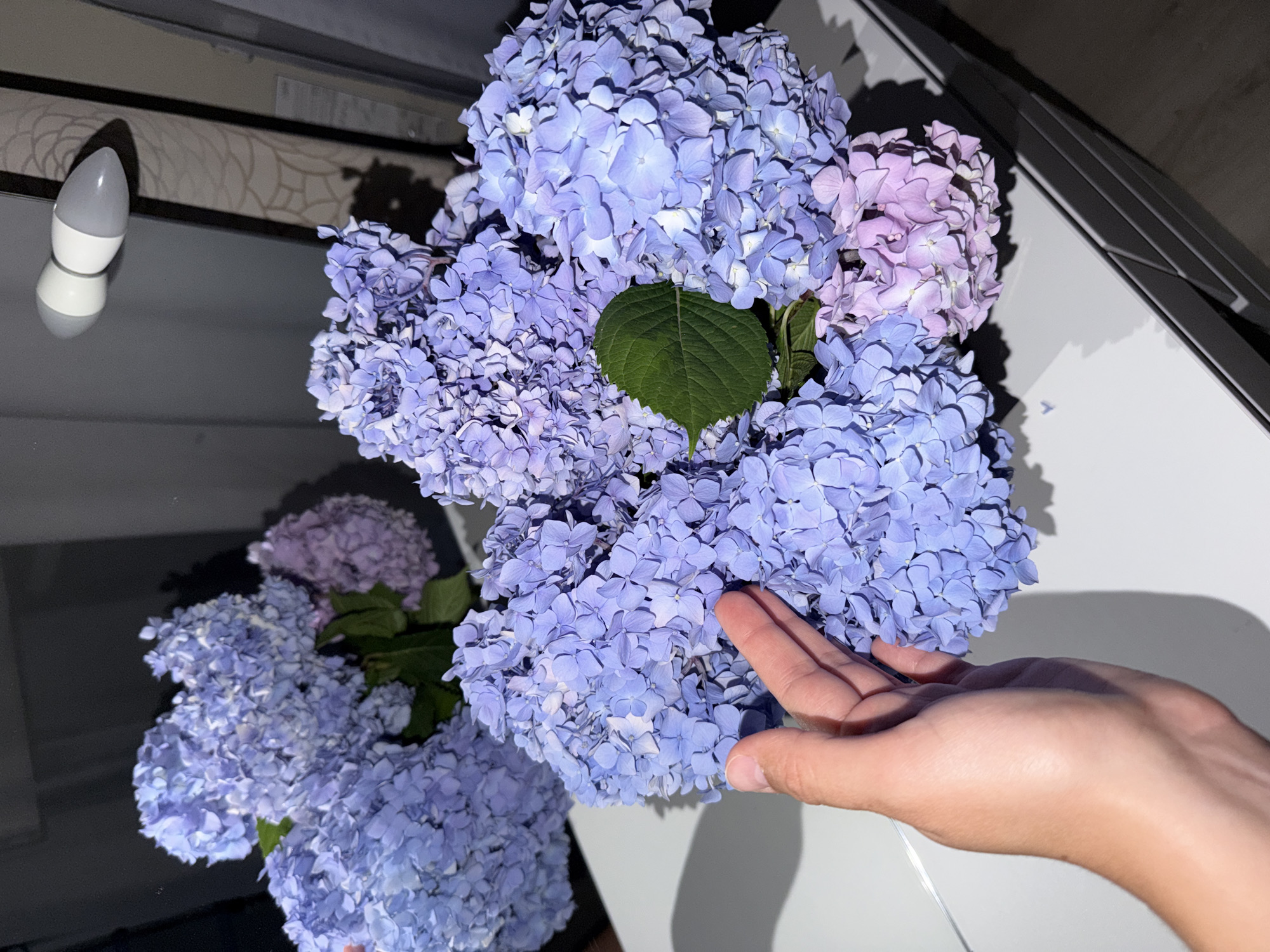 In a brightly lit room, a hand gently touches a large bouquet of hydrangeas. The flowers are a vibrant mix of blue and purple hues, with one prominent green leaf visible among the blooms. The bouquet rests on a clean, white surface, likely a table or dresser, which reflects the flowers and the surroundings. In the background, a mirror reveals a portion of the room, including a modern light fixture with two white bulbs. The overall impression is one of domestic tranquility. The image is taken in Sochi, Russia, a city known for its mild climate and lush botanical gardens.