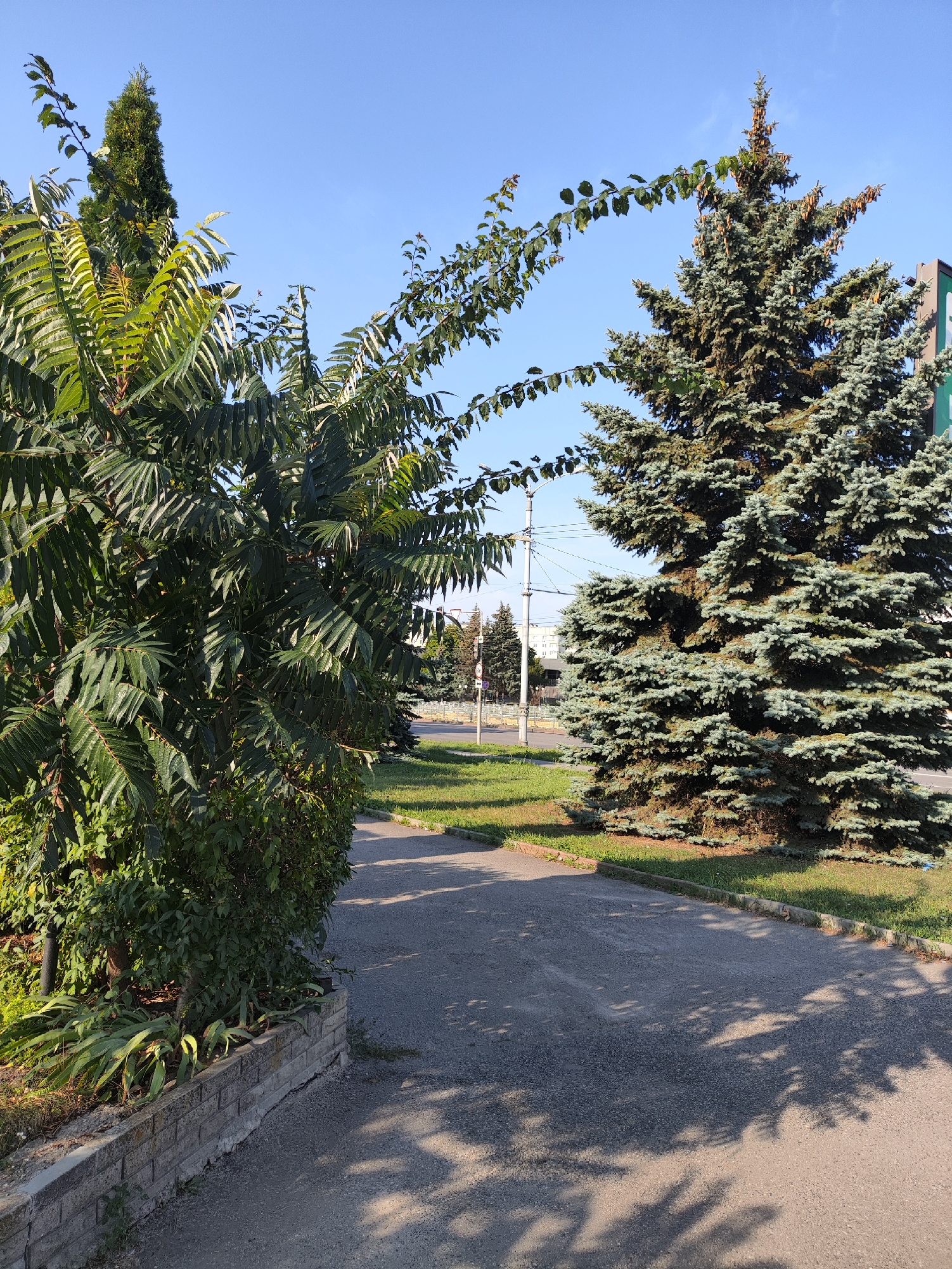 An outdoor, eye-level shot shows a sunlit pathway next to a stone-lined garden bed and large evergreen trees. In the foreground, a paved path curves to the right, dappled with the shadows of overhead leaves. To the left, a dense green bush or tree with feathery leaves forms a hedge against the path, with a small section of low, grey stone wall visible at its base. Beyond the hedge, the top of a slender evergreen tree, possibly a cypress, is visible. To the right of the path stands a large, mature blue spruce tree with its branches laden with cones, casting a shadow on the path. In the background, a street with buildings and more trees is visible under a clear blue sky. The scene appears to be in a public area, likely a park or street in Kharkiv, Ukraine, given the context provided. There are no people or animals present in the image.