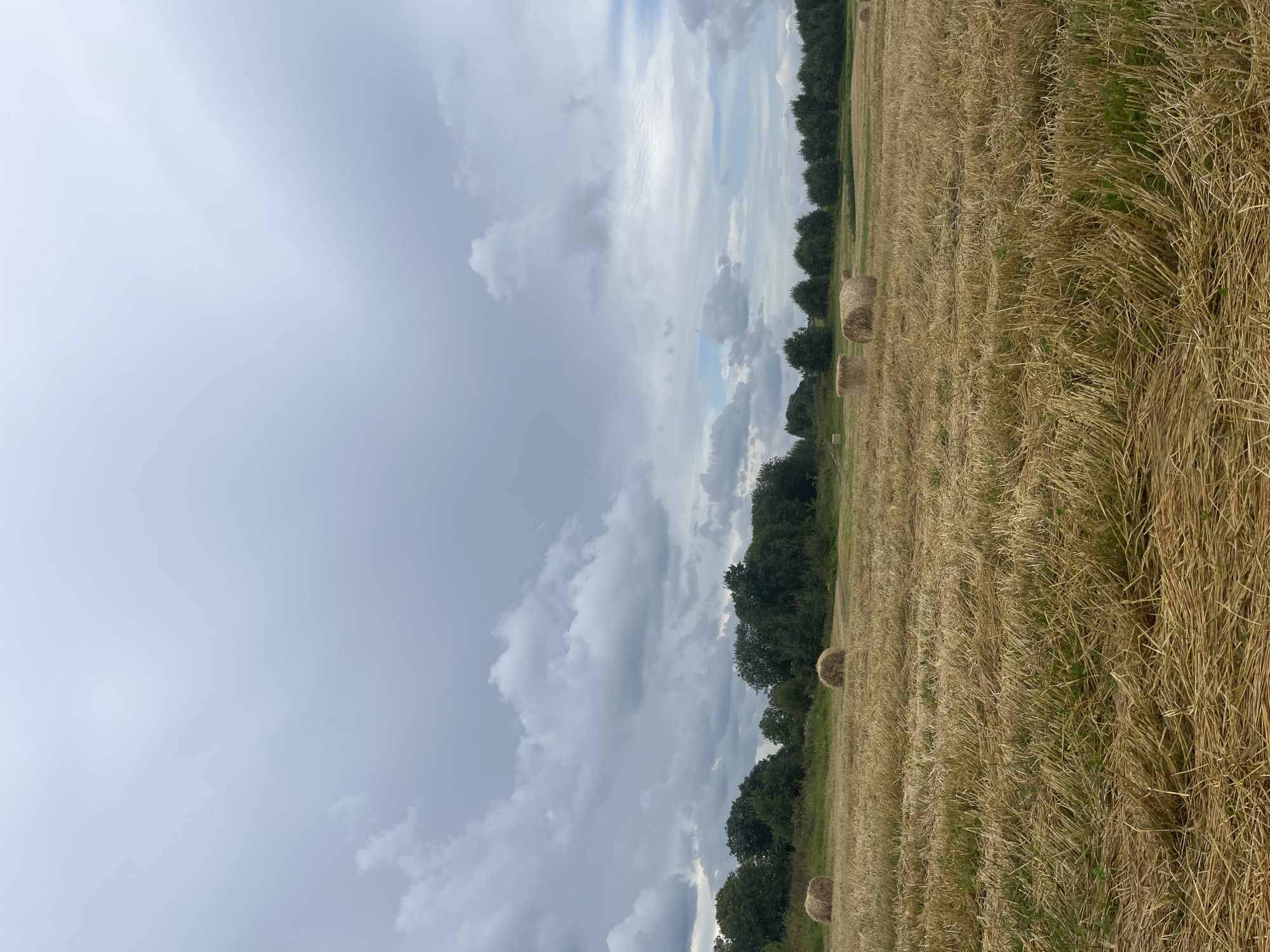 The image depicts a harvested field in Dyatlitsy, Russia, under a cloudy sky. Round hay bales are scattered across the golden stubble of the field, with a dense line of green trees forming the horizon. The foreground is dominated by the texture of cut straw, indicative of a recent harvest. No people are visible in the scene, and there are no apparent actions or interactions occurring. The environment suggests a rural, agricultural setting during a period of potentially unsettled weather due to the overcast sky.