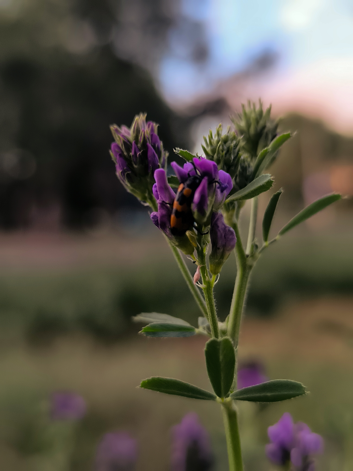 A close-up, shallow depth of field photograph captures a single stalk of purple flowers with green leaves, its central focus on a small beetle with orange and black markings. The beetle is positioned on a cluster of unopened purple flower buds, with some of the petals slightly unfurled. The stalk is green and hairy. In the foreground, out of focus, are more purple flowers and green foliage. The background is softly blurred, revealing a dark, shadowed area on the left and a lighter, hazy sky with hints of blue, pink, and white on the right. The overall impression is one of nature's delicate details observed in an outdoor setting. There are no discernible elements linking this scene to the city of Qarağandı, Kazakhstan.