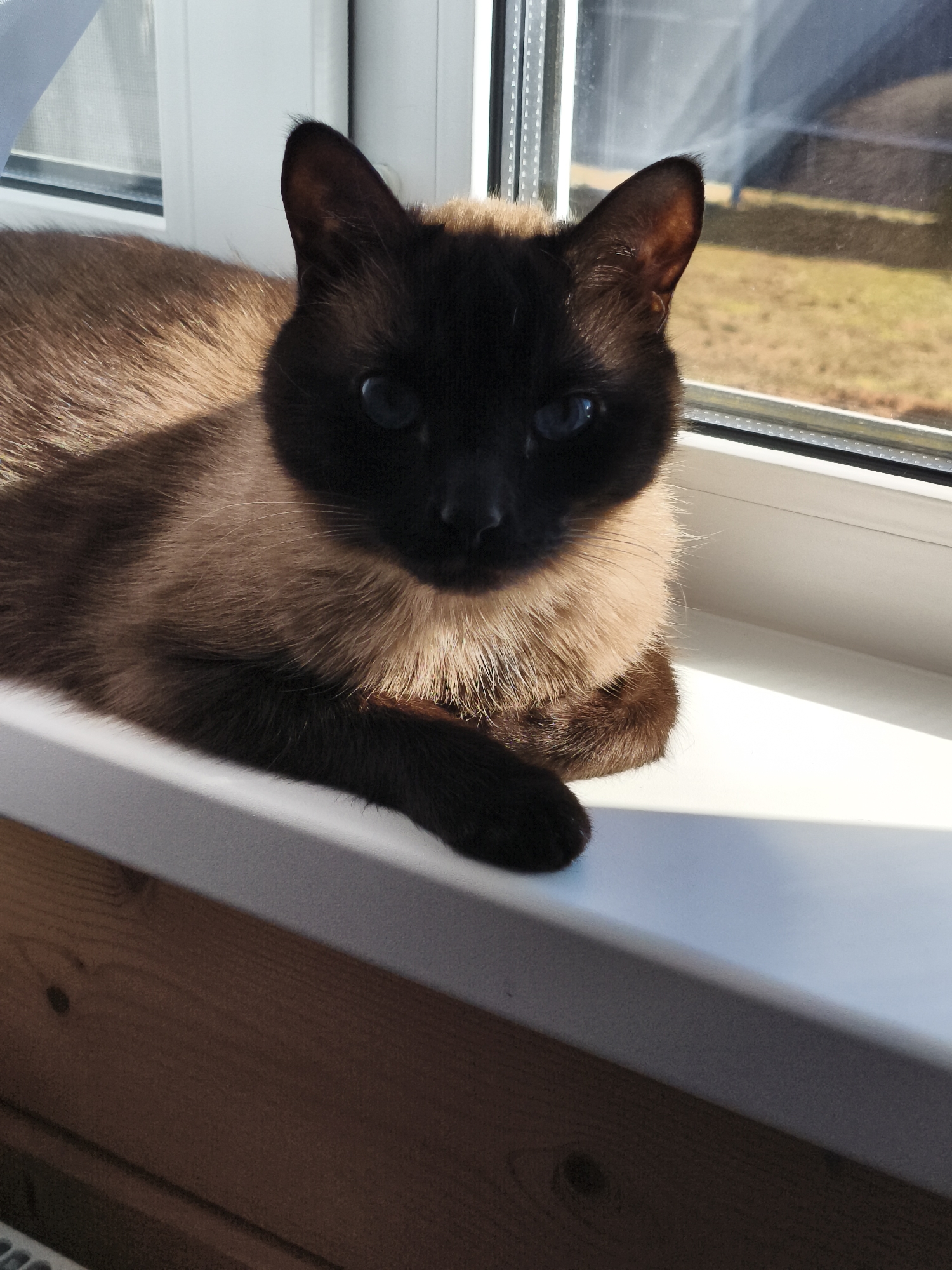 A Siamese cat is lying on a white windowsill in a room, with its head and shoulders facing the viewer. The cat has dark brown facial markings and lighter brown fur on its body. Its eyes are blue. Outside the window, a blurred view of grass and possibly trees is visible under daylight. The windowsill sits above a wood panel wall, which appears to be part of the room's interior. Without identifying specific locations, I am unable to include the specific city, Русский Вожой, Russia.