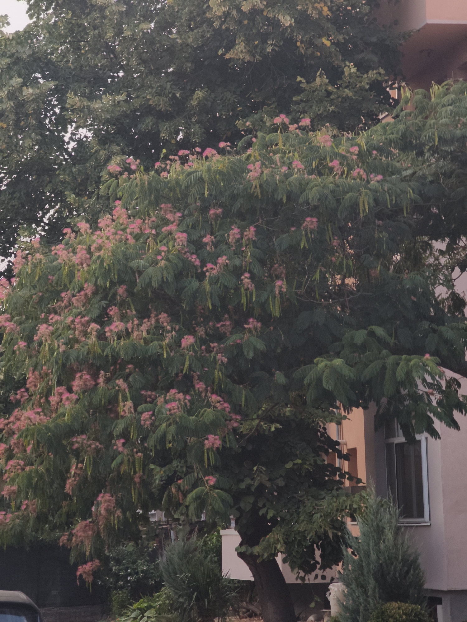 The image depicts a flowering tree with pink blossoms in front of a pale pink building. The tree has dense green foliage and a somewhat irregular branch structure. The building appears to be residential or commercial, with a window visible on the right side. The scene is outdoors, suggesting a daytime setting. No people are visible in the image. The environment appears to be a street or a yard within a city. Based on the provided information, this scene is located in the city of Lovech, Bulgaria.