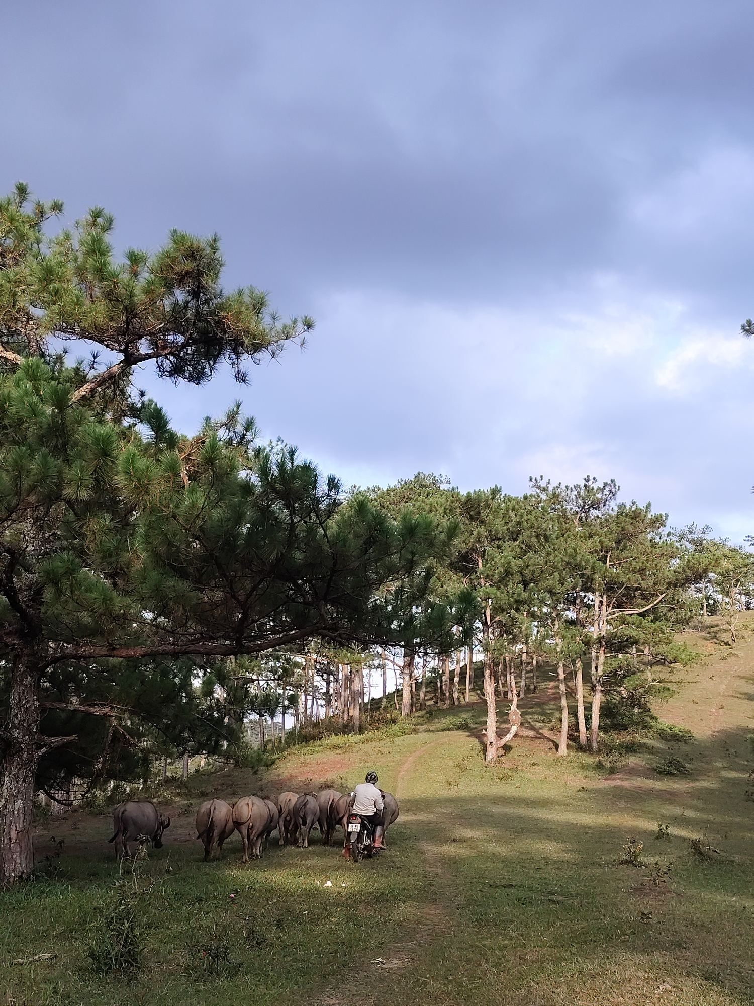The image captures a rural, pastoral scene in Lạc Dương, Vietnam, depicting a person on a scooter herding a group of water buffalo through a pine forest.
In the foreground, to the left, is the thick trunk and branches of a large pine tree, framing the lower left corner. The ground is covered in lush green grass, with a dirt path winding through it. A herd of at least six water buffalo, dark gray in color, are walking along this path towards the upper right of the frame. Their backs are mostly to the viewer, and they appear to be moving calmly.
Behind the buffalo, a person wearing a white long-sleeved shirt and a helmet is riding a scooter or motorcycle, following the animals. The scooter's license plate, partially visible, reads "85C1-35.38", indicating a Vietnamese registration.
The setting is characterized by numerous tall, slender pine trees that densely populate the gentle slopes of hills, extending into the midground and background. The trees cast long shadows across the grassy terrain, suggesting either early morning or late afternoon light. The sky above is partly cloudy, with areas of light blue peeking through soft gray clouds. The overall atmosphere of the scene is peaceful and quiet, showcasing a common sight in the agricultural regions of Vietnam.