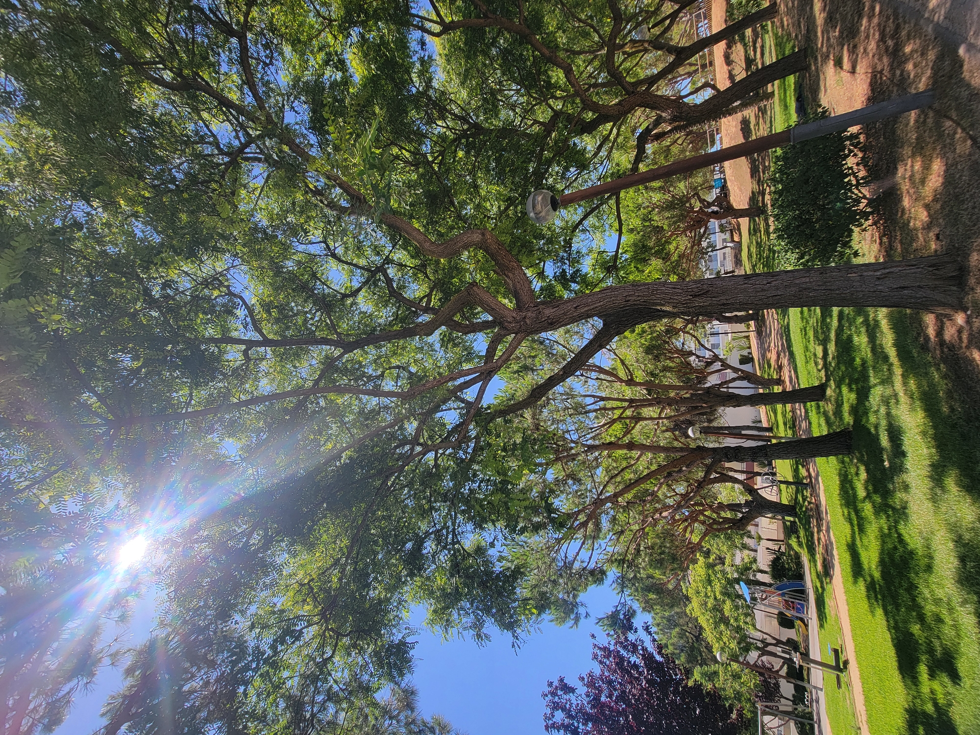 The image depicts a sun-drenched park scene in Quarteira, Portugal. The foreground is dominated by a vibrant green lawn casting dappled shadows from the surrounding trees. A prominent tree with a textured, brown trunk stands in the center, its branches reaching upwards towards the bright blue sky. Several other trees with lush green foliage are scattered throughout the park, creating a shaded canopy.
In the background, a playground with a colorful slide and swing set is visible. A few lampposts with spherical lights are placed among the trees. Beyond the park, residential buildings with white facades and balconies are discernible. The overall atmosphere is peaceful and serene, bathed in the warm glow of sunlight.