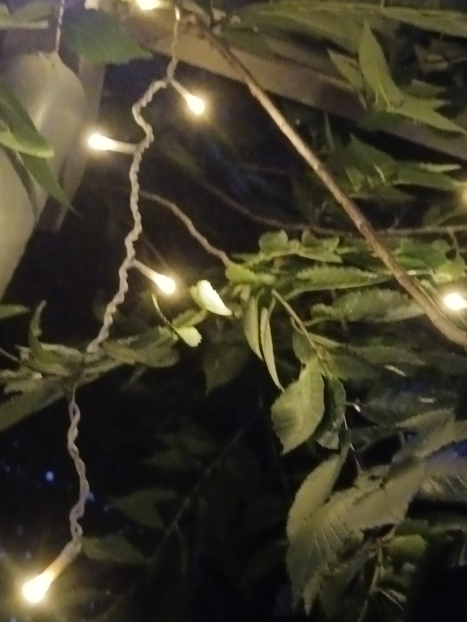 The image shows a close-up view of string lights draped over branches with green leaves against a dark background. The string lights are small, bulbous, and emit a warm yellow glow. Some of the leaves are illuminated by the lights, creating a soft, ambient effect. The overall scene appears to be an outdoor setting, possibly a garden or a park at night. The image does not contain any people or specific landmarks that would allow for pinpointing a location within the city of Sorochinsk, Russia.