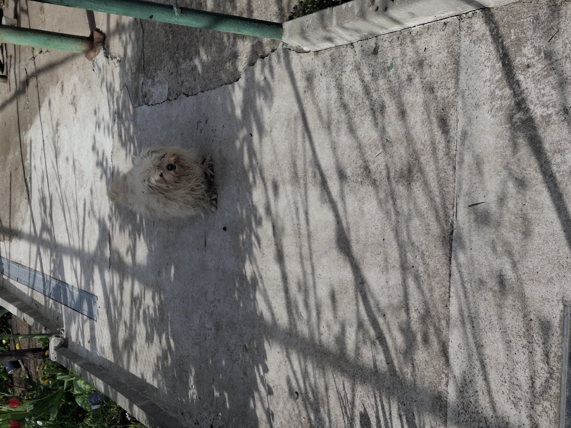 A high-angle shot captures a small, long-haired, light-colored dog sitting on a concrete surface under the shade of trees. The location appears to be an outdoor, urban setting with a partial view of a green metal structure and some vegetation in the foreground and along the edges. The concrete has a rough texture, with shadows from the trees casting a linear pattern across the surface.