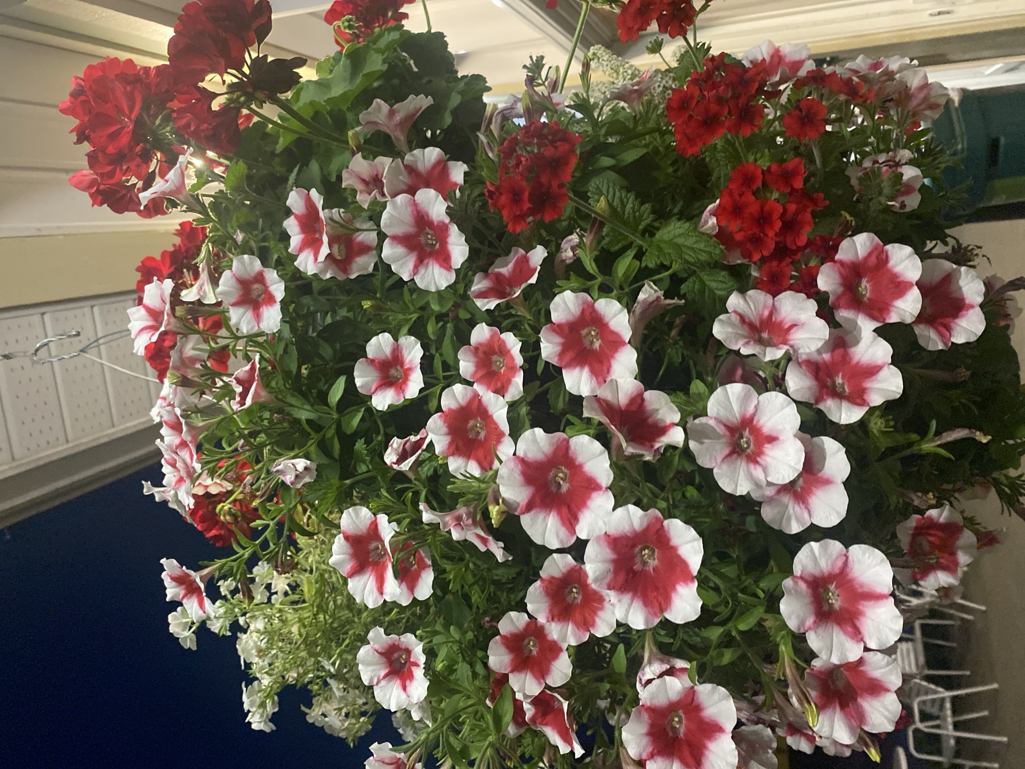 A close-up, low-angle shot showcases a vibrant hanging basket overflowing with a mix of red and white petunias, along with clusters of small red flowers, possibly geraniums. The flowers are densely packed, creating a lush, cascading effect. Some white, delicate flowers are also visible in the background. The basket hangs from a metallic hook attached to an overhang, which appears to be part of a building's soffit. The sky behind the basket is a deep, dark blue, suggesting it is dusk or nighttime. The overall scene suggests an outdoor setting, likely a porch or patio area. The context of Saint-Gabriel-de-Valcartier, Canada, implies this might be a decorative element outside a residence or establishment in this Quebec municipality. There are no people or discernible actions depicted in the image.