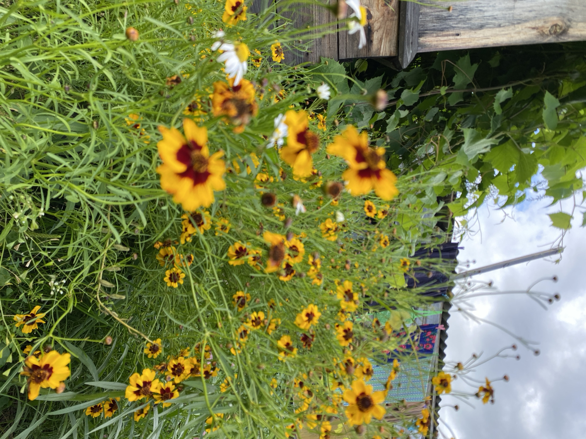 A close-up, eye-level, vertical shot captures a dense cluster of yellow and dark-red coreopsis flowers in bloom. The flowers, varying in focus, dominate the foreground and mid-ground. In the upper left, a weathered wooden structure with visible grain stands vertically. Behind the flowers, a black corrugated metal fence is visible, draped with colorful laundry. The sky above is overcast with scattered clouds. The scene appears to be an outdoor garden or yard in Maloarslangulovo, Russia, with no people present.