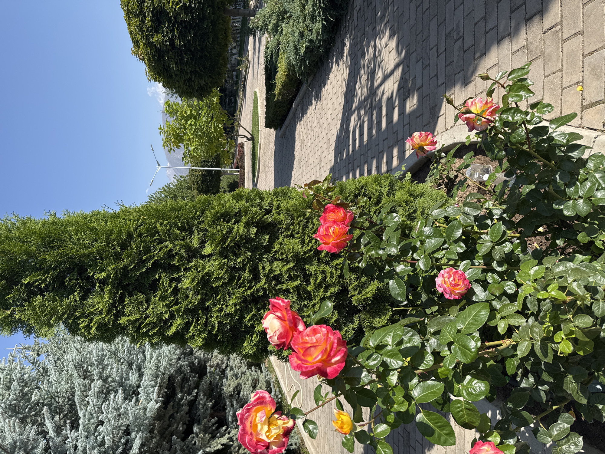 This is a photograph taken in Sary-Oy, Kyrgyzstan, depicting a sunlit park or garden area. In the foreground, a vibrant rose bush with several large, bi-colored pink and yellow blooms is prominently featured. The roses show varying stages of opening, with some buds visible. Behind the rose bush, a tall, dark green evergreen tree, likely a cypress or thuja, stands sentinel.
To the left of the evergreen, a portion of a lighter green, feathery evergreen tree, possibly a spruce, is visible. The ground is paved with light tan bricks, laid in a pattern, forming a pathway that curves away into the background. The path is dappled with shadows cast by unseen foliage.
Further into the park, several other trees are planted, including some with rounded canopies and a sapling with a circular grassy bed around its base. A modern street lamp with a single light fixture stands near the center of the frame. The sky above is a clear, bright blue, indicating a sunny day. In the far distance, hazy mountains are visible against the horizon. The scene is tranquil and well-maintained, suggesting a public space designed for relaxation or recreation. There are no people visible in the image.