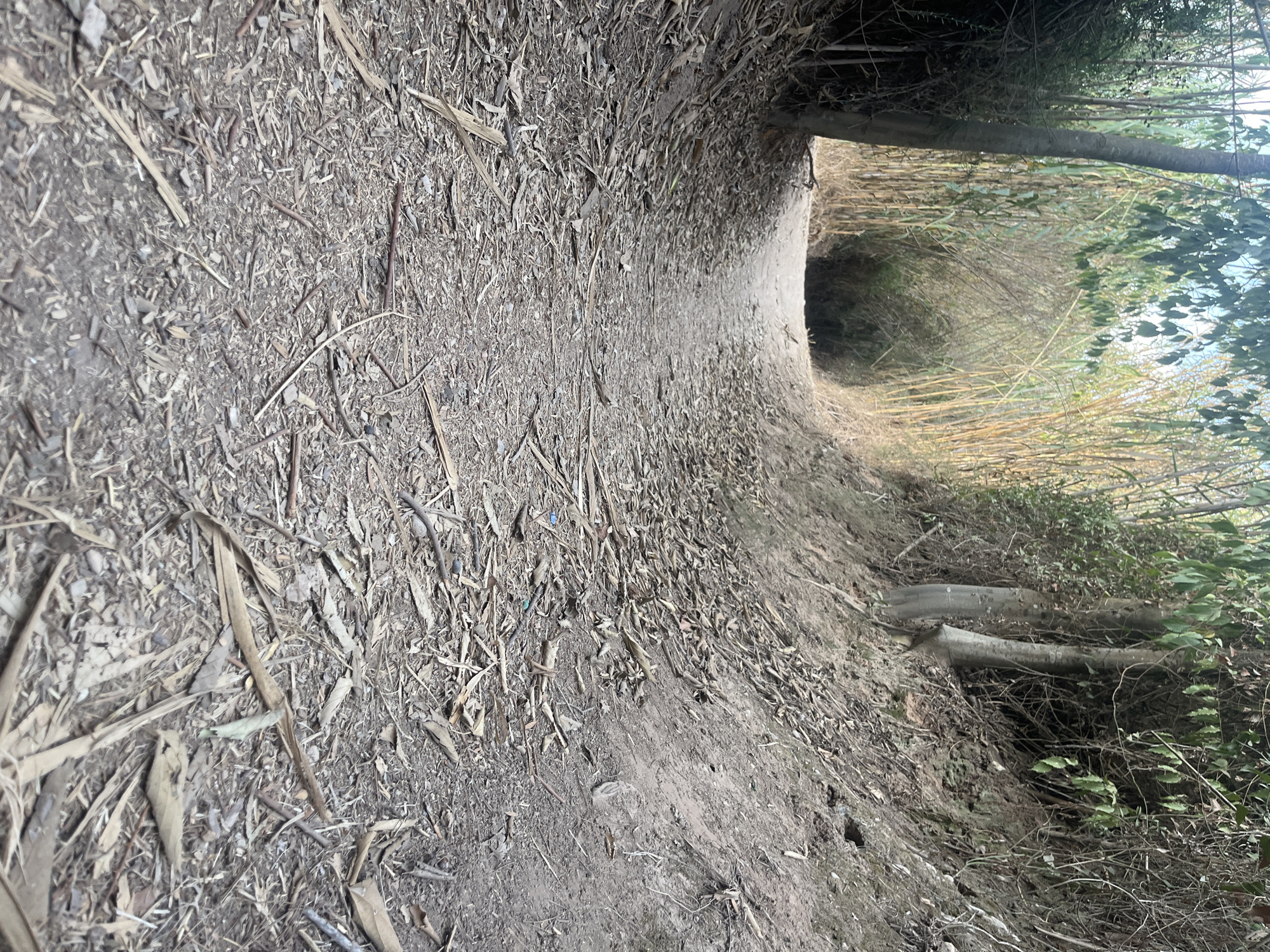 The image depicts a dirt path leading into a dense thicket of bamboo and other vegetation. The path is narrow and covered with dry leaves and twigs, indicating a natural or unmaintained environment. The surrounding foliage is lush and green on the left, while the right side of the path shows a sloping dirt bank with sparse vegetation. The overall impression is one of an overgrown, semi-wild area. There are no people or animals visible in the image. The scene is consistent with the botanical gardens or natural park areas found in Tarragona, Spain, possibly a less-trafficked or wilder section of such a location.