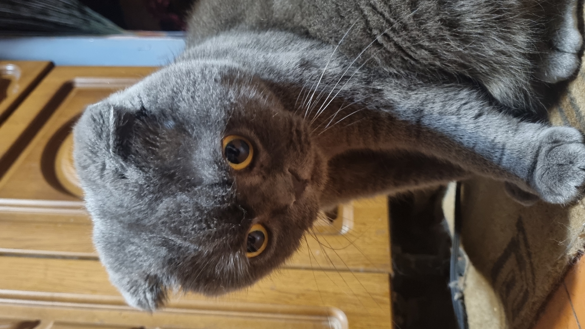 A close-up, eye-level shot features a Scottish Fold cat with characteristic folded ears and large, round, amber eyes. The cat's fur is a solid, dark gray. Its head is tilted down and slightly to its left, giving it a contemplative or concerned expression. The cat is sitting, and its paws are visible in the foreground. The background consists of a wooden cabinet with decorative carvings and a dark, patterned rug. The lighting appears to be dim, possibly from an indoor setting. The image was captured in Vysokoe, Russia.