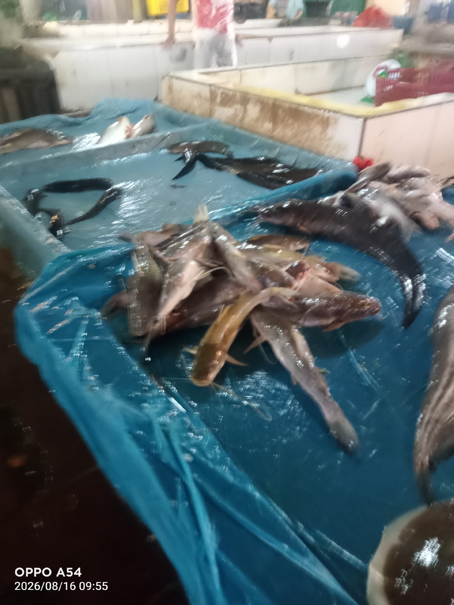 The image depicts a fish market stall in Jambi, Indonesia. The stall is covered with a blue tarp, and various types of fish are displayed on top of it, some of which are still alive and wriggling. In the background, other market stalls and people can be seen. The date and time stamp in the lower-left corner indicates that the photo was taken on August 16, 2026, at 9:55 AM.