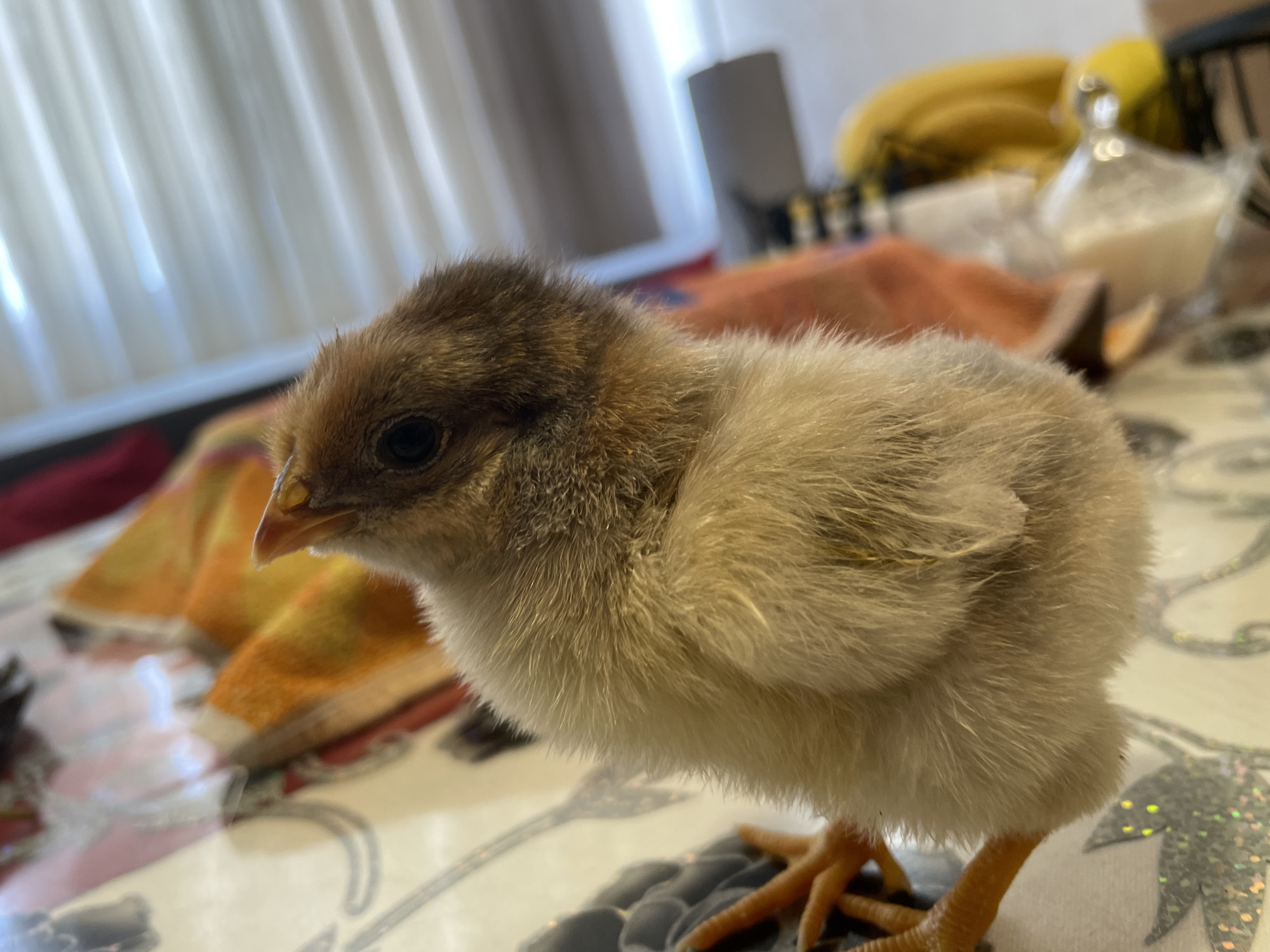 A close-up shot features a small chick with mottled brown and tan downy feathers. The chick has a small beak and its dark eyes are visible. Its small orange feet are positioned on a table with a patterned surface. In the blurred background, there is an orange towel, a vase, a bunch of bananas, and a white curtain. The location of this scene in Zlatograd, Bulgaria is not determinable from the image.
