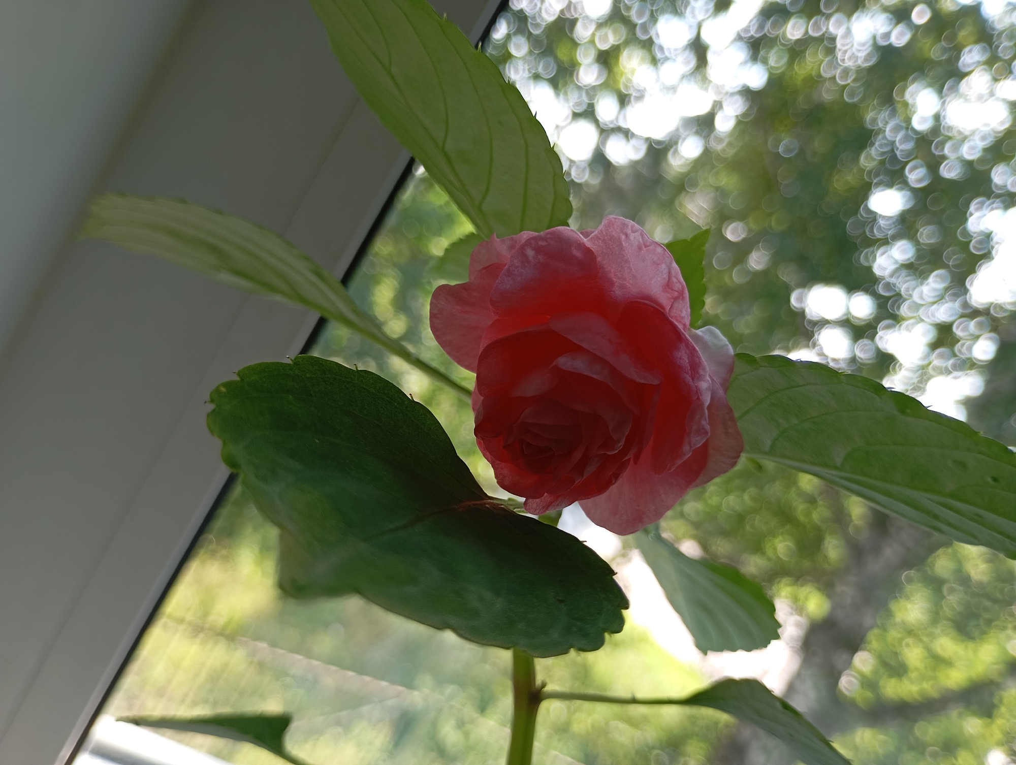 A close-up shot captures a pink impatiens flower, its petals tightly furled, with green leaves framing it. The flower and leaves are positioned in front of a window, with a blurred background of dappled sunlight filtering through trees, creating a bokeh effect. The image appears to have been taken indoors, near a window, likely in a residential setting. The scene is devoid of any human presence or activity. The location is not specified in the image, but if it were in Chaikovsky, Russia, it would be a domestic scene, possibly a home garden or balcony.