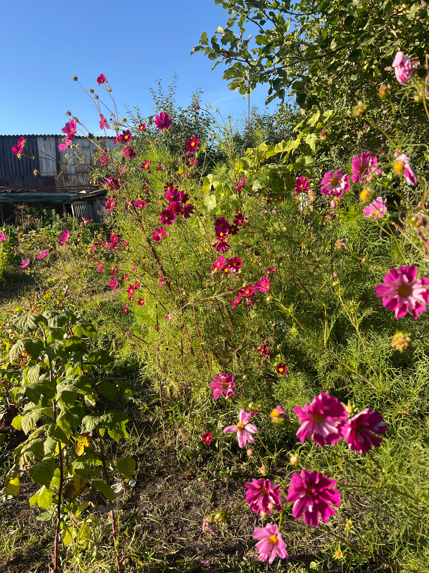In the city of Ishimbay, Russia, an outdoor scene unfolds on a clear, sunny day under a vibrant blue sky. The foreground is dominated by a cluster of bright pink cosmos flowers, their delicate petals catching the sunlight. Among them, a raspberry plant with large, green leaves stands prominently. The middle ground is filled with a dense thicket of greenery, interspersed with more cosmos flowers in varying shades of pink and a few darker red blooms. In the background, a dilapidated structure with corrugated metal siding and a green tarp leans against a fence, suggesting an industrial or storage area. The overall impression is one of a slightly overgrown, rustic garden bordering on a less maintained area. There are no people or animals visible in the image.