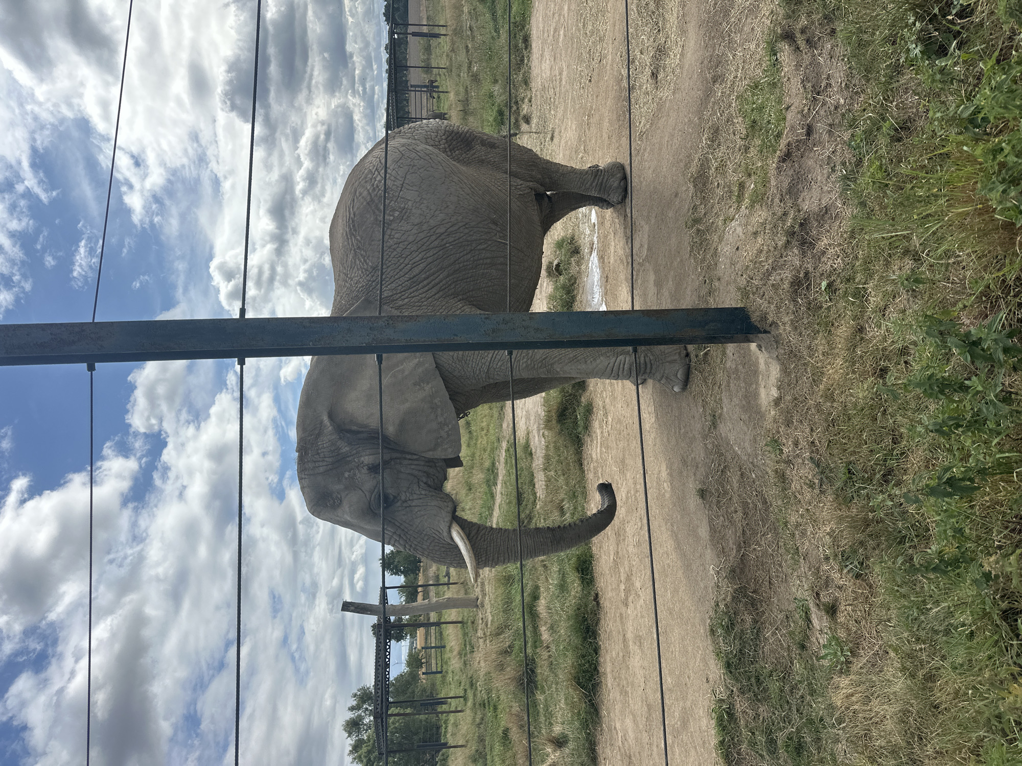 The image shows a side profile of an African elephant standing in an outdoor enclosure. The elephant is facing left, with its trunk lowered. Its skin is gray and wrinkled, and it has a visible tusk. The enclosure appears to be a zoo or wildlife park, with a dirt ground, dry grass, and a fence with horizontal wires in the foreground. In the background, there are structures that resemble animal shelters and some trees. The sky is cloudy with patches of blue. The image is taken from a slightly low angle, looking up at the elephant. The location is identified as Ziegendorf, Germany.